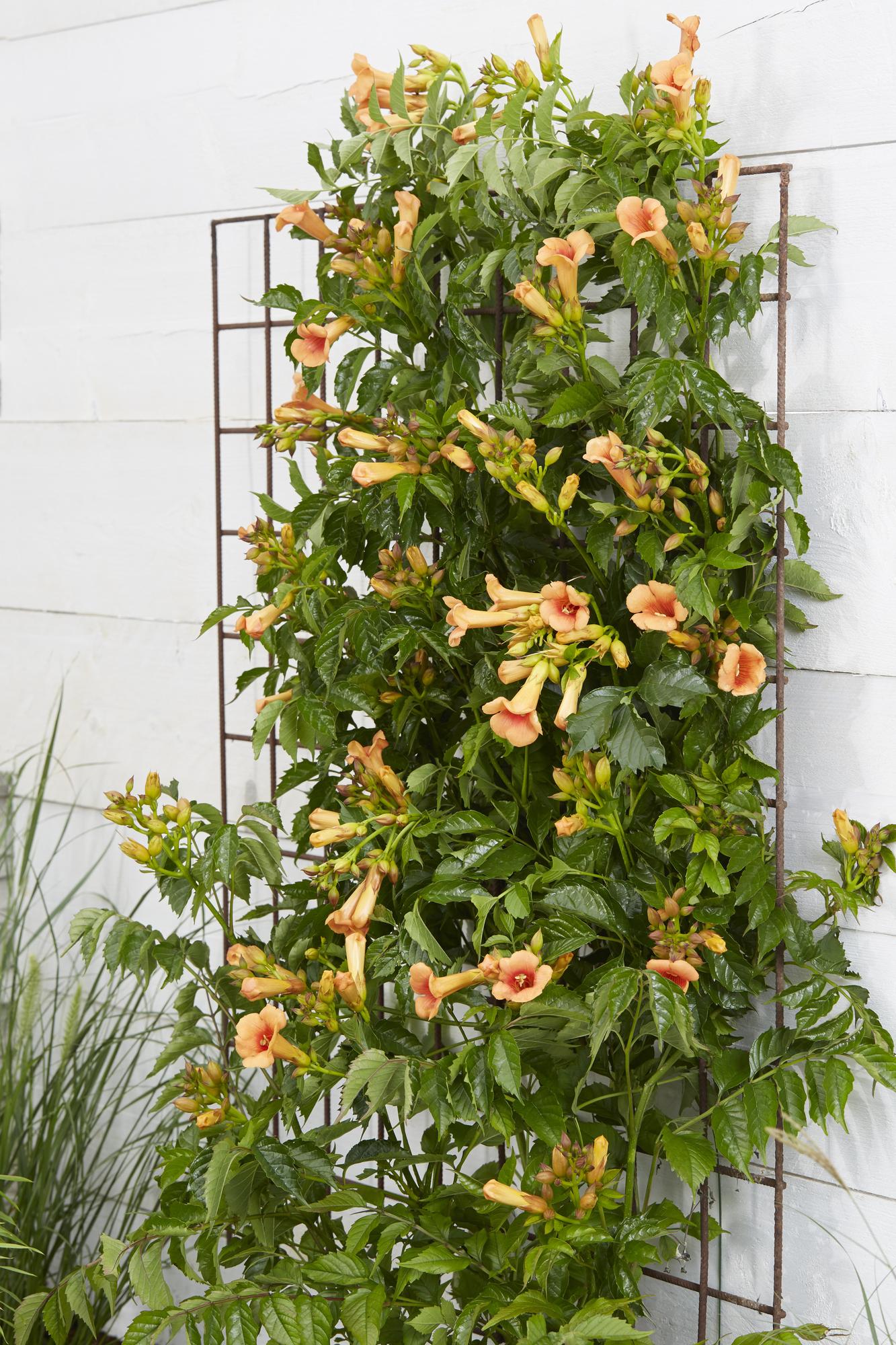 Campsis Indian Summer – Trompetenblume Orange Ø15cm