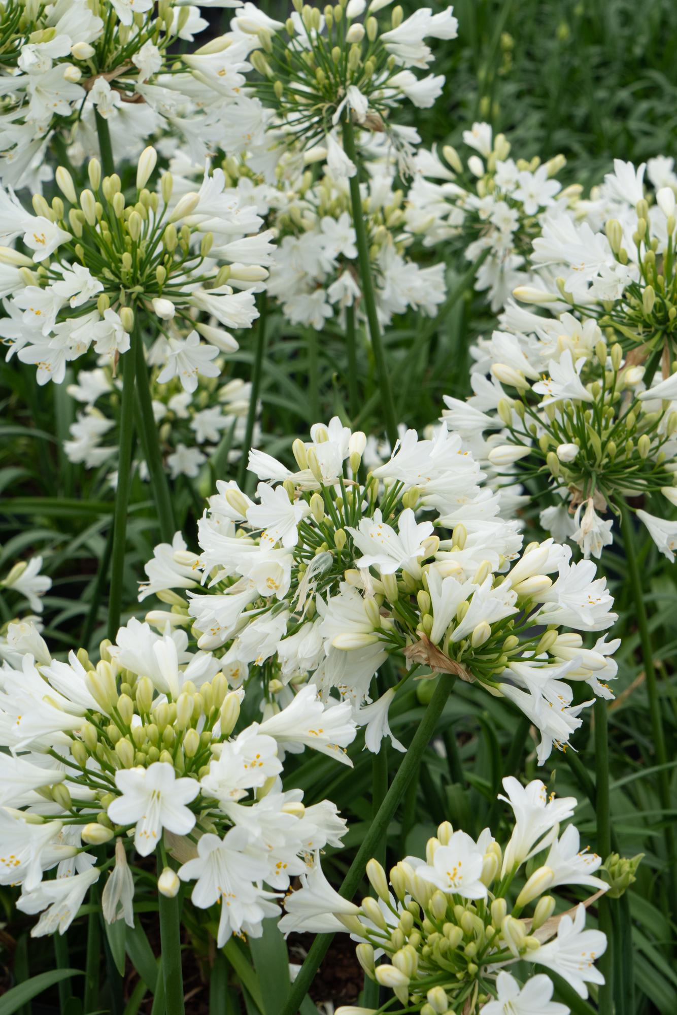 Agapanthus 'Ever White' – Pflegeleichte Blütenpracht Ø19cm
