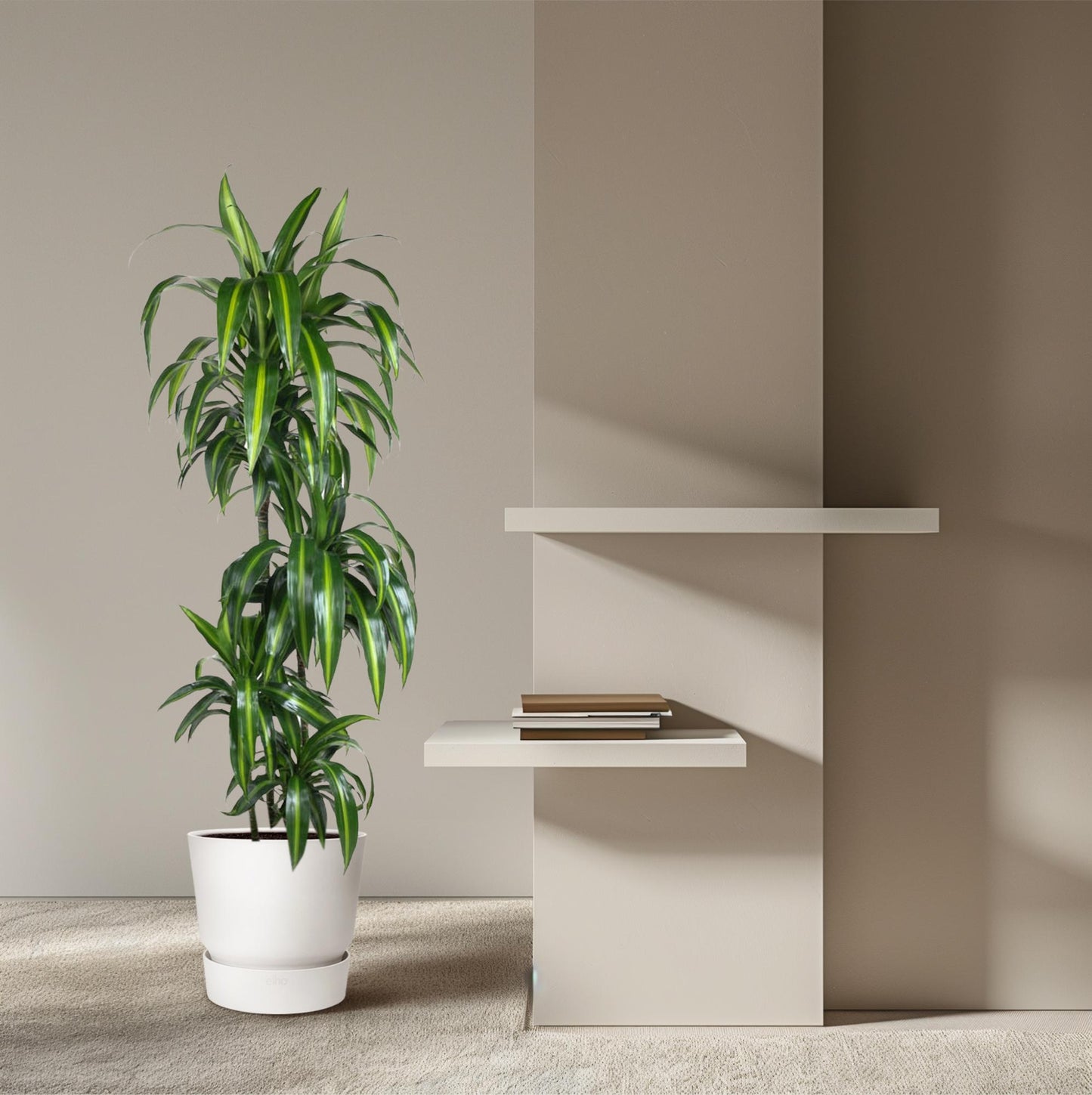 Dracaena Hawaiiana – Elegante XXL Zimmerpflanze 180 cm