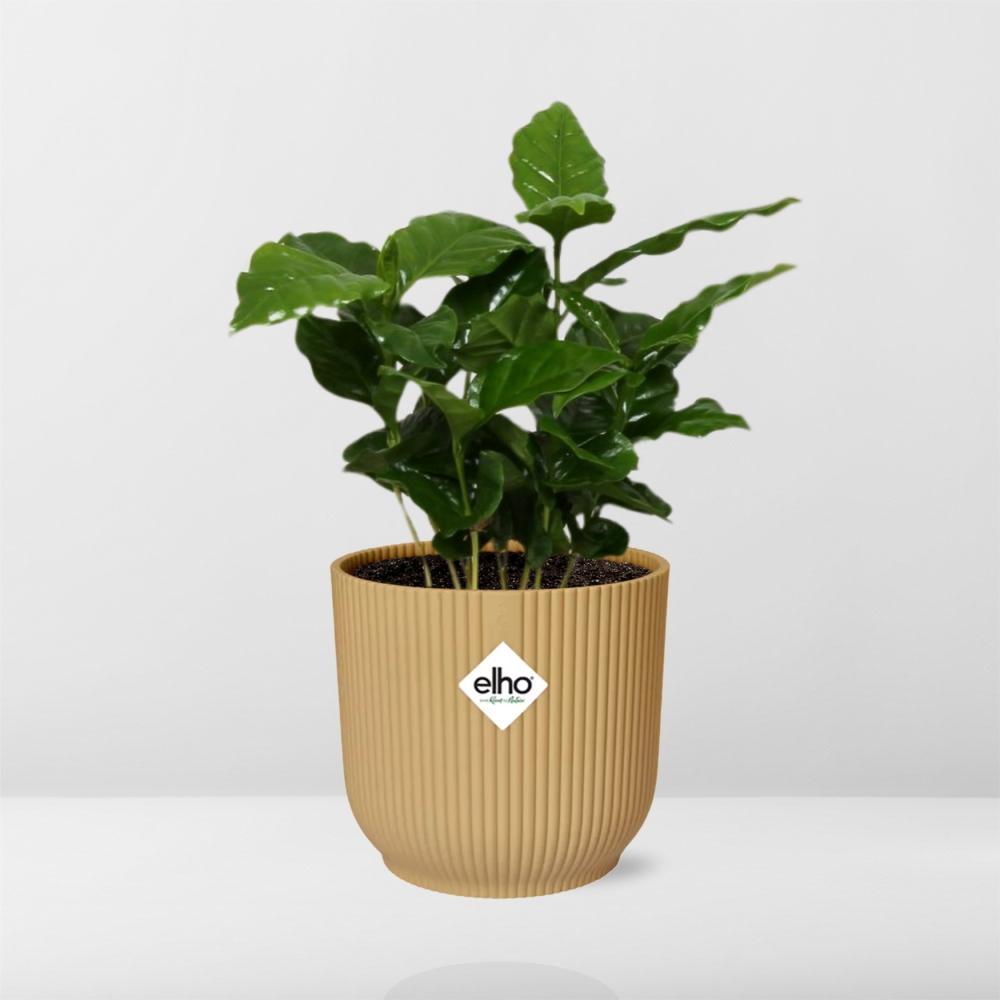 Coffea Arabica – Stilvolle Kaffeepflanze im ELHO Vibes Fold 14cm Gelb