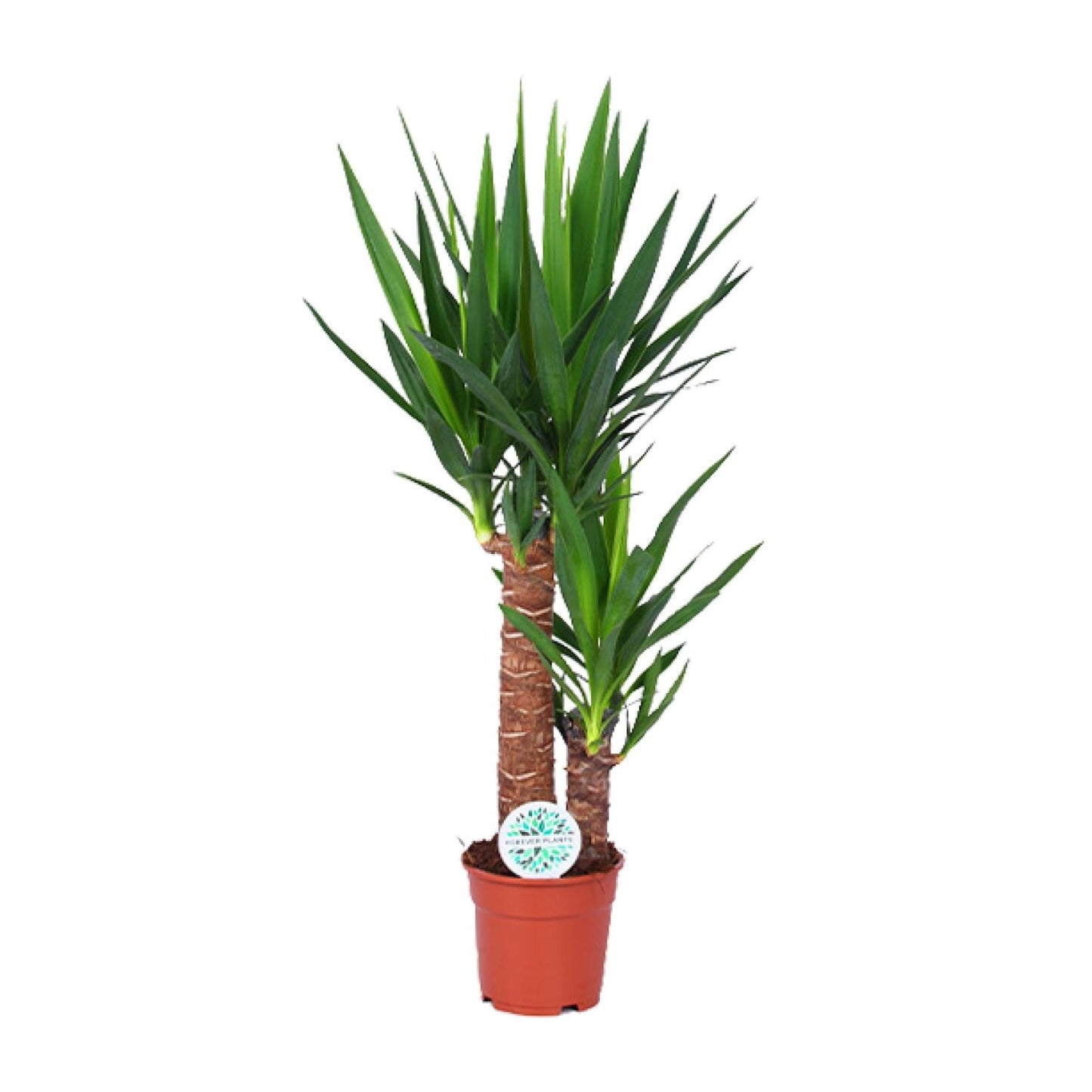 Yucca – Pflegeleichte und luftreinigende Zimmerpflanze Ø17cm