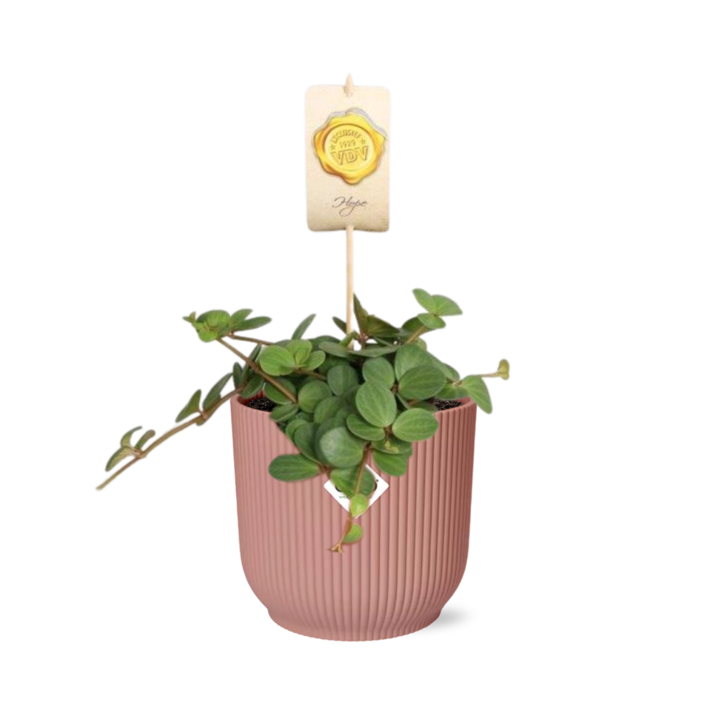 Peperomia ‘Hope’ im ELHO Vibes Fold Topf 14cm rosa