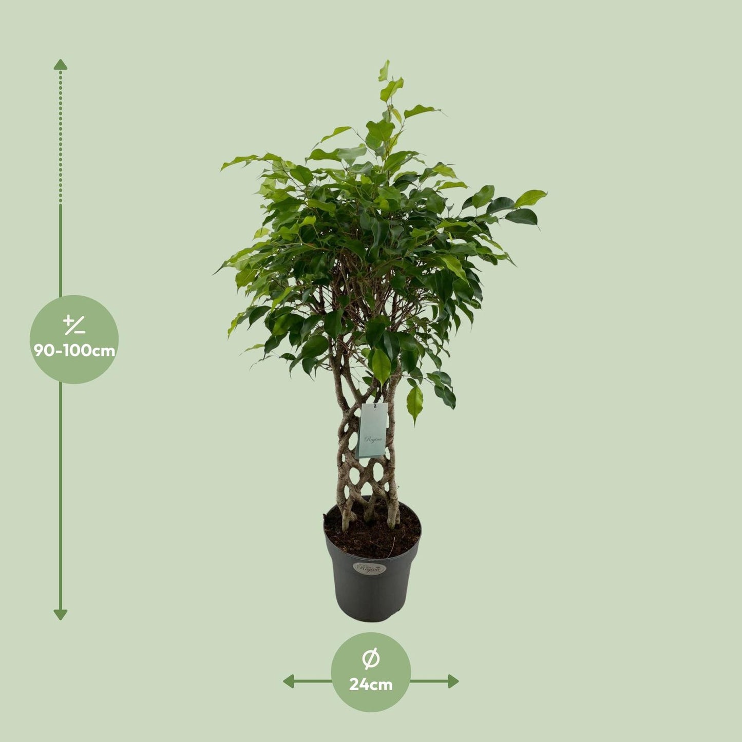 Ficus Benjamina Exotica matt – pflegeleichter Zimmerbaum Ø24cm