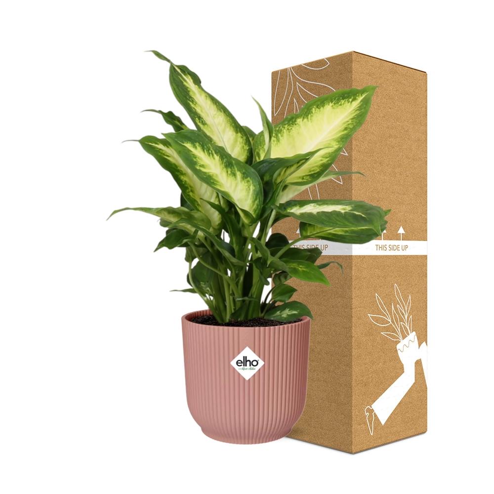 Dieffenbachia ‘Camilla’ im ELHO Vibes Fold 14cm Topf rosa