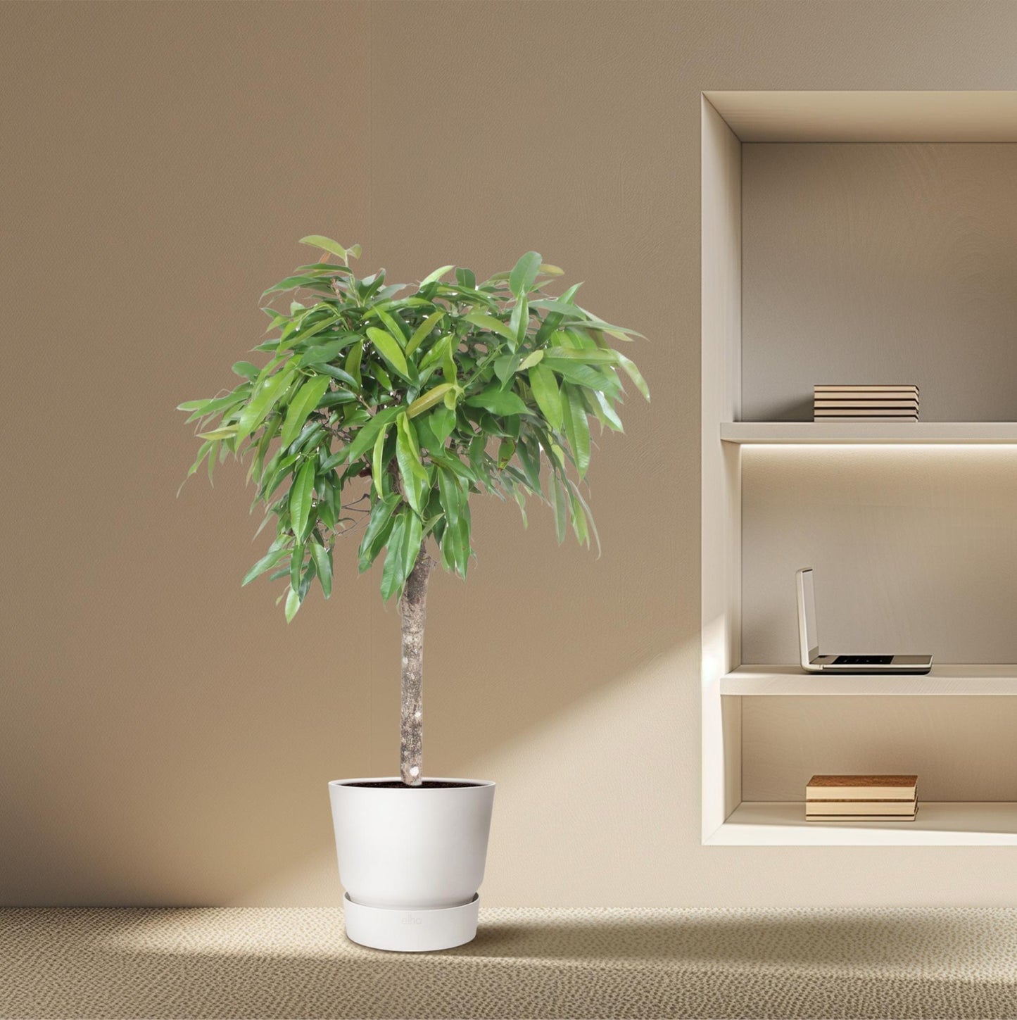 Ficus Amstel King – Elegante XXL Zimmerpflanze 130 cm
