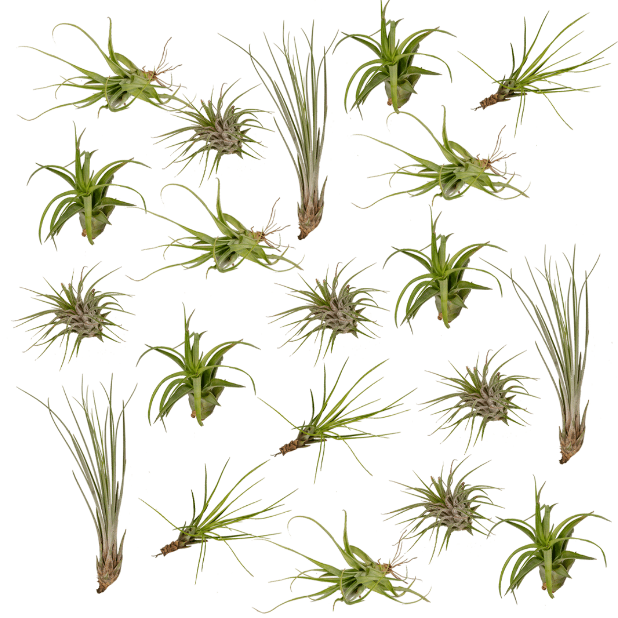 Everspring Tillandsia Air Mix – 20 luftreine Luftpflanzen