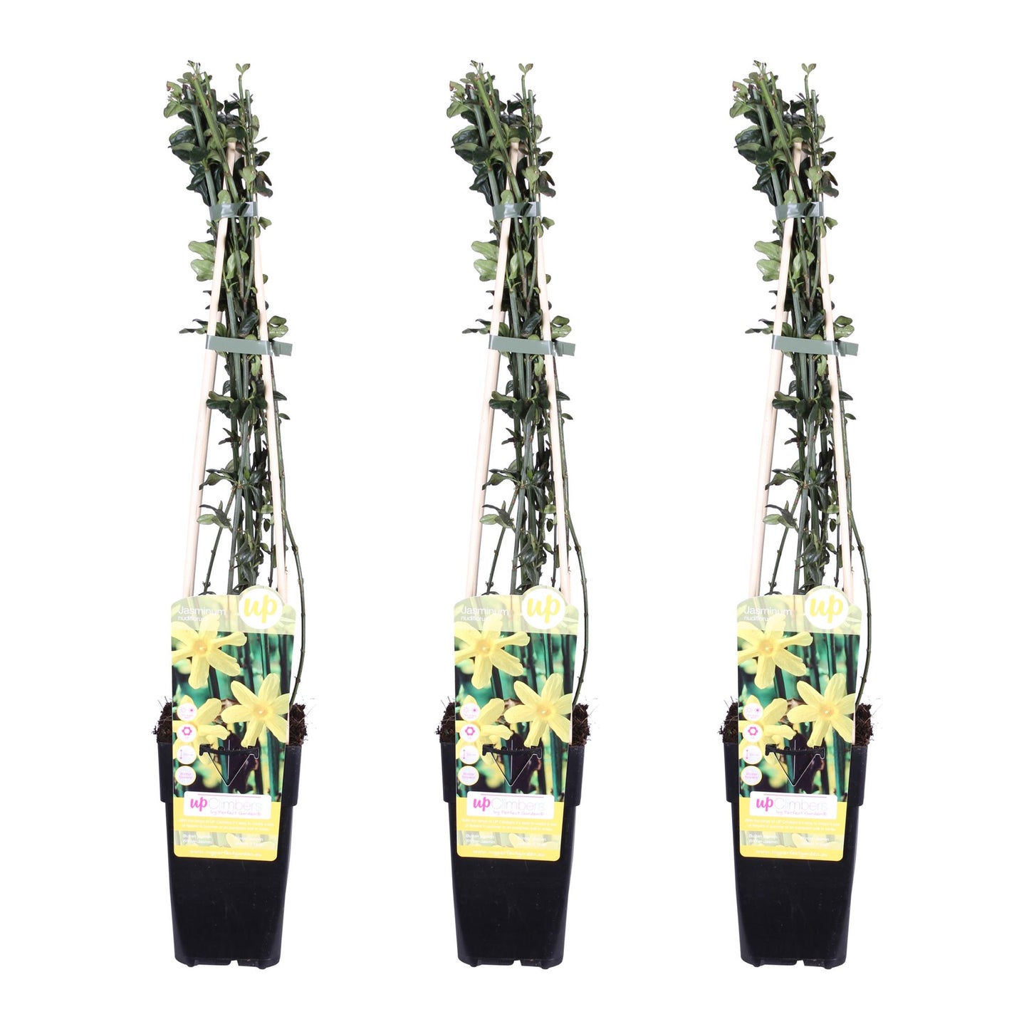 Jasminum nudiflorum – Winterblühende Kletterpflanze Ø15cm