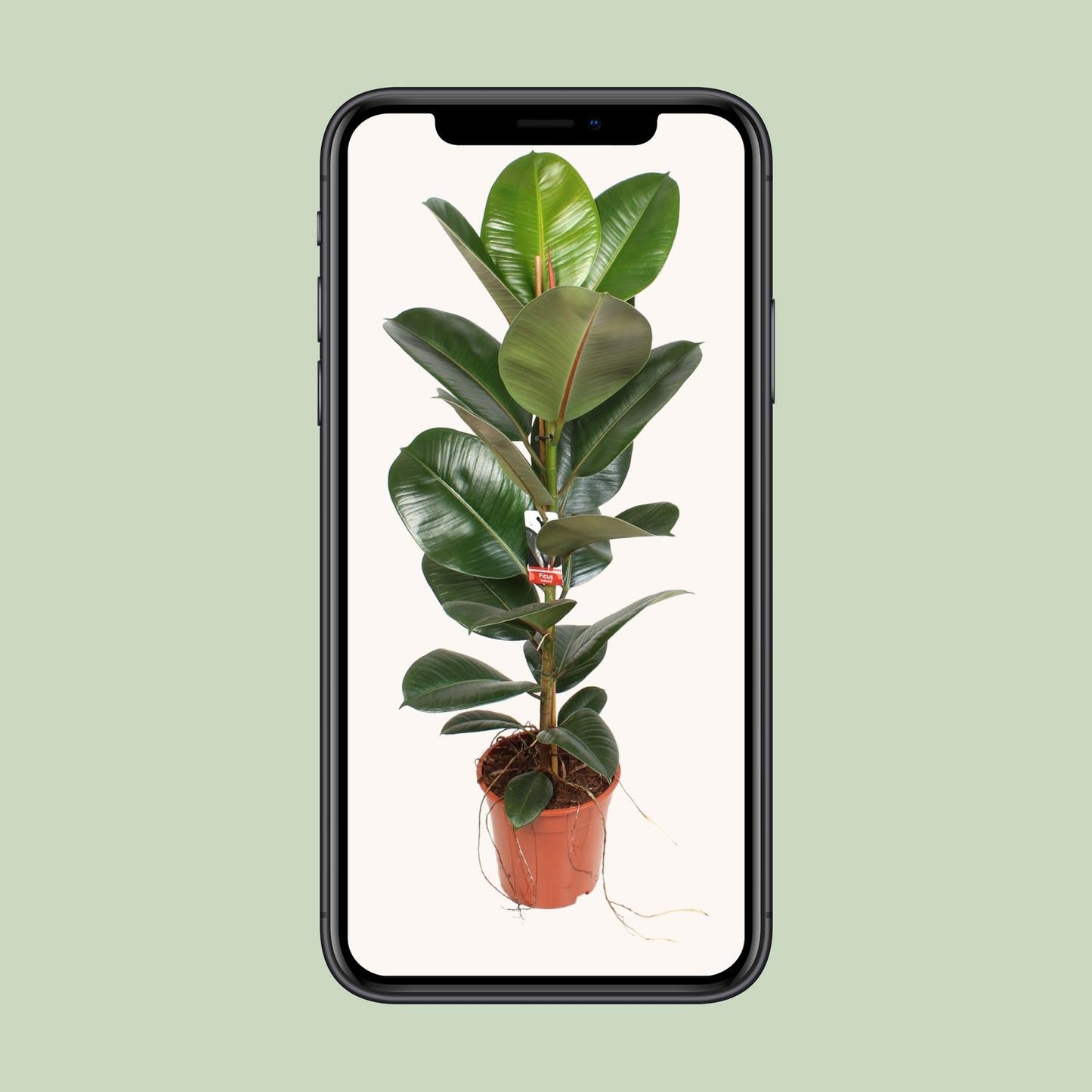 Ficus Elastica Robusta – Pflegeleichter Gummibaum Ø21cm, 95cm hoch