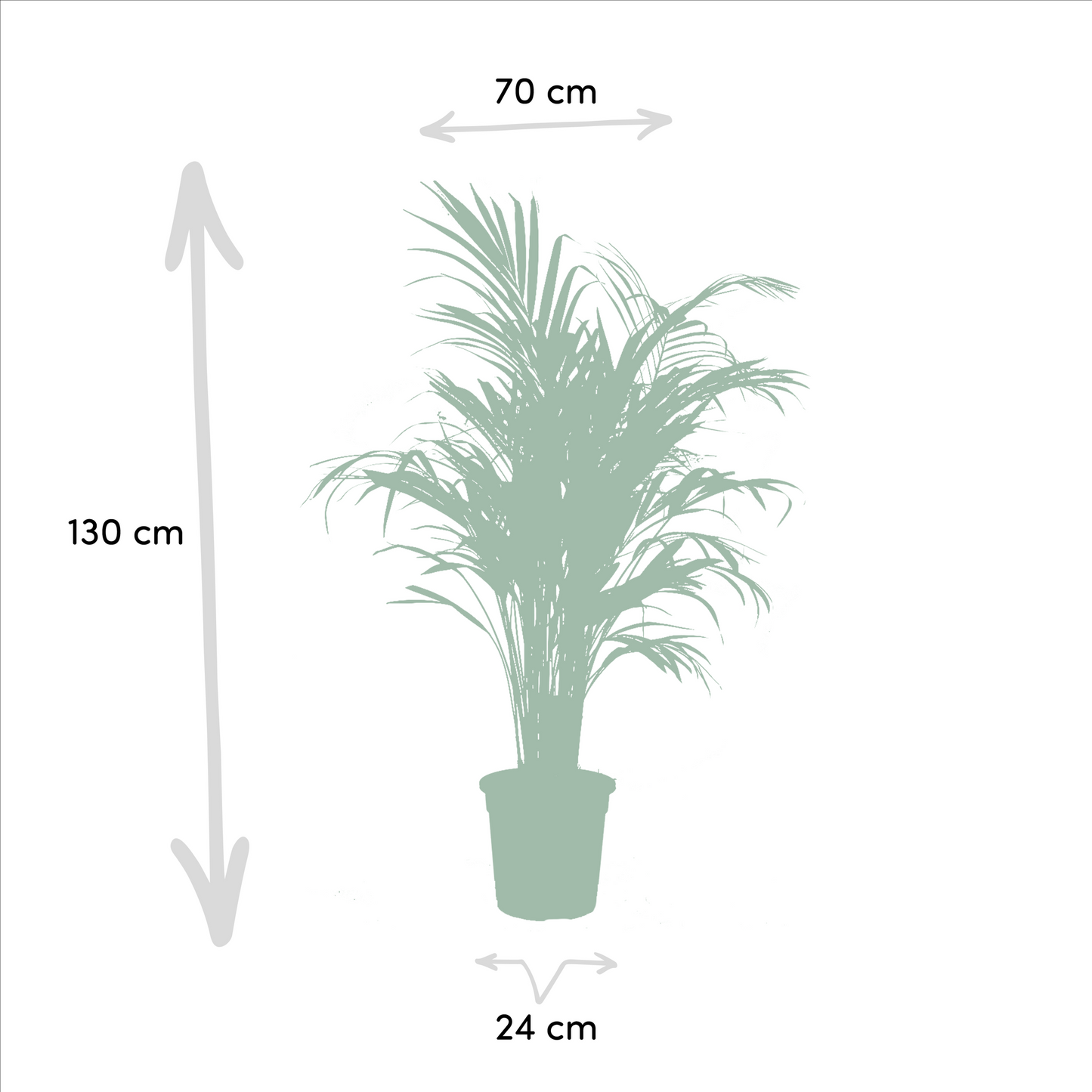 Set Areca Palme & Yucca Palmlilie – XXL Zimmerpflanzen