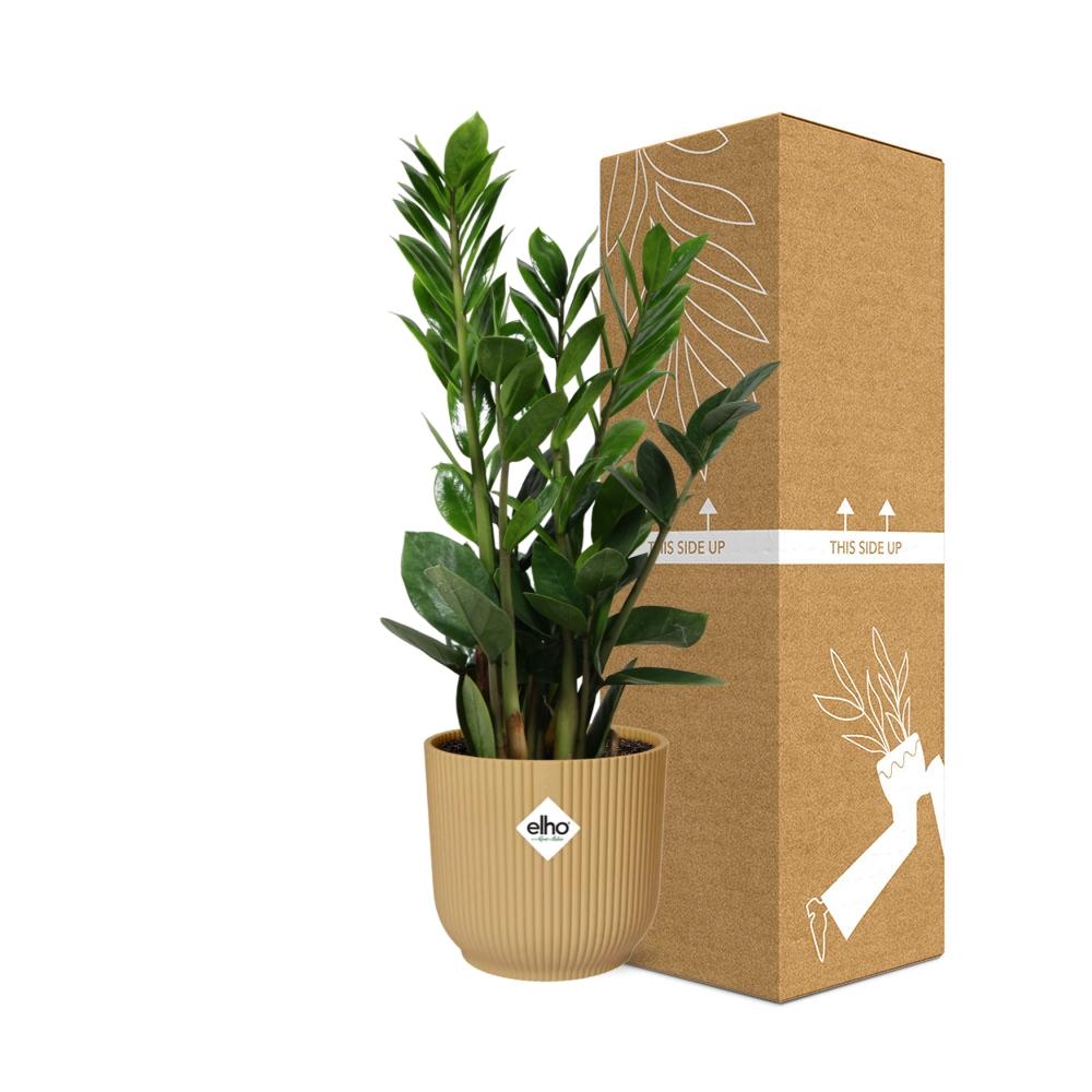 Zamioculcas – Pflegeleichte ZZ-Pflanze im ELHO Vibes Fold Topf