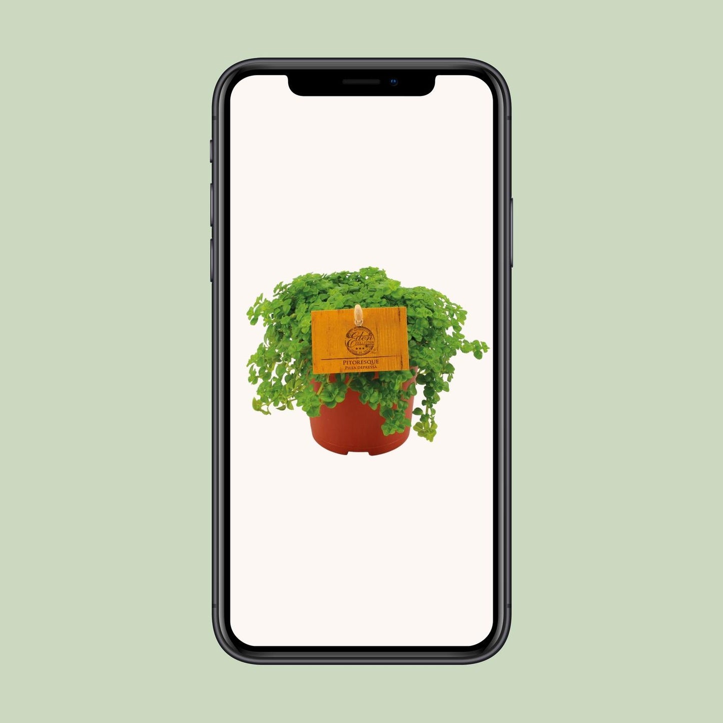 Pilea Depressa – pflegeleichte Aluminium-Pflanze Ø10,5 cm