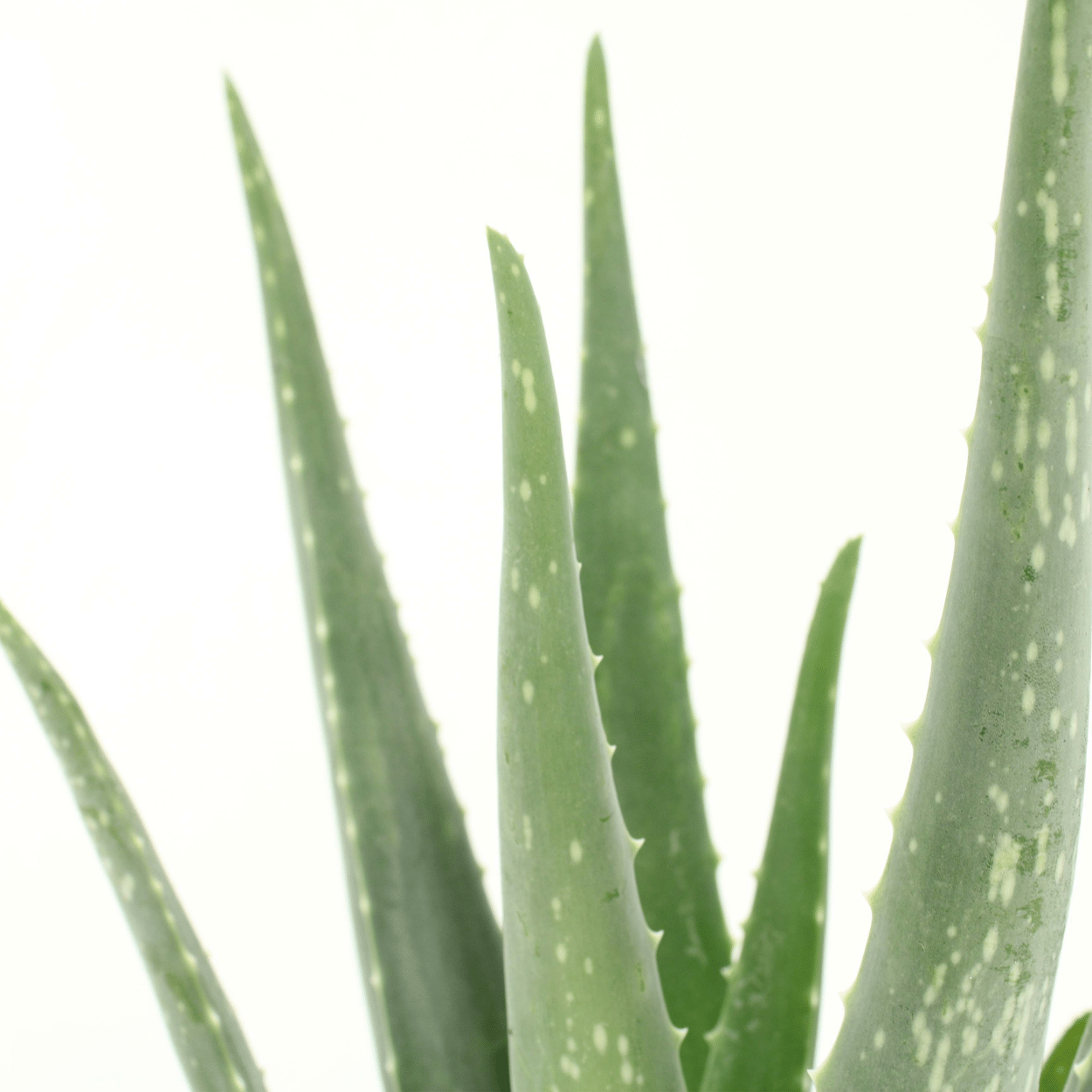 2x Aloe Vera Sukkulente – Pflegeleicht & Stylisch, 40 cm