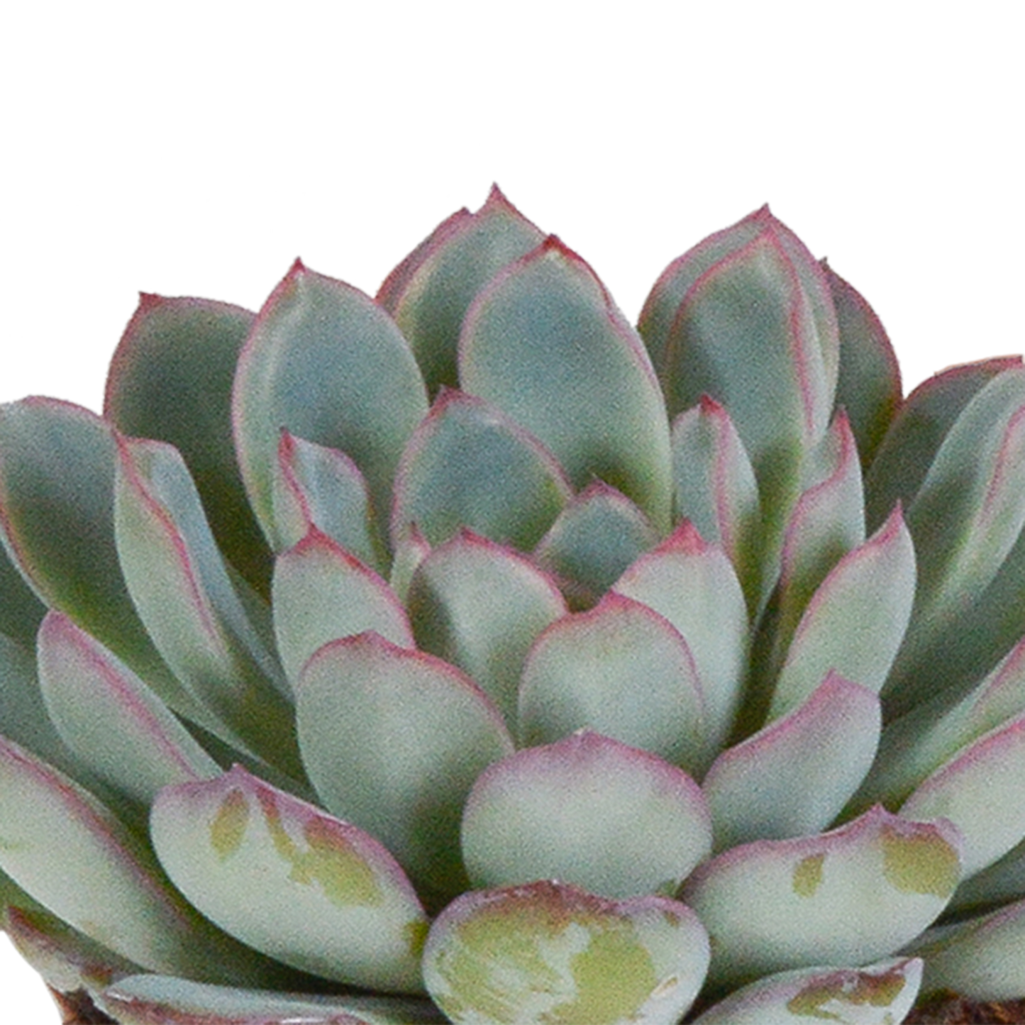 Echeveria-Mischung 3er-Set 8,5 cm ohne Topf