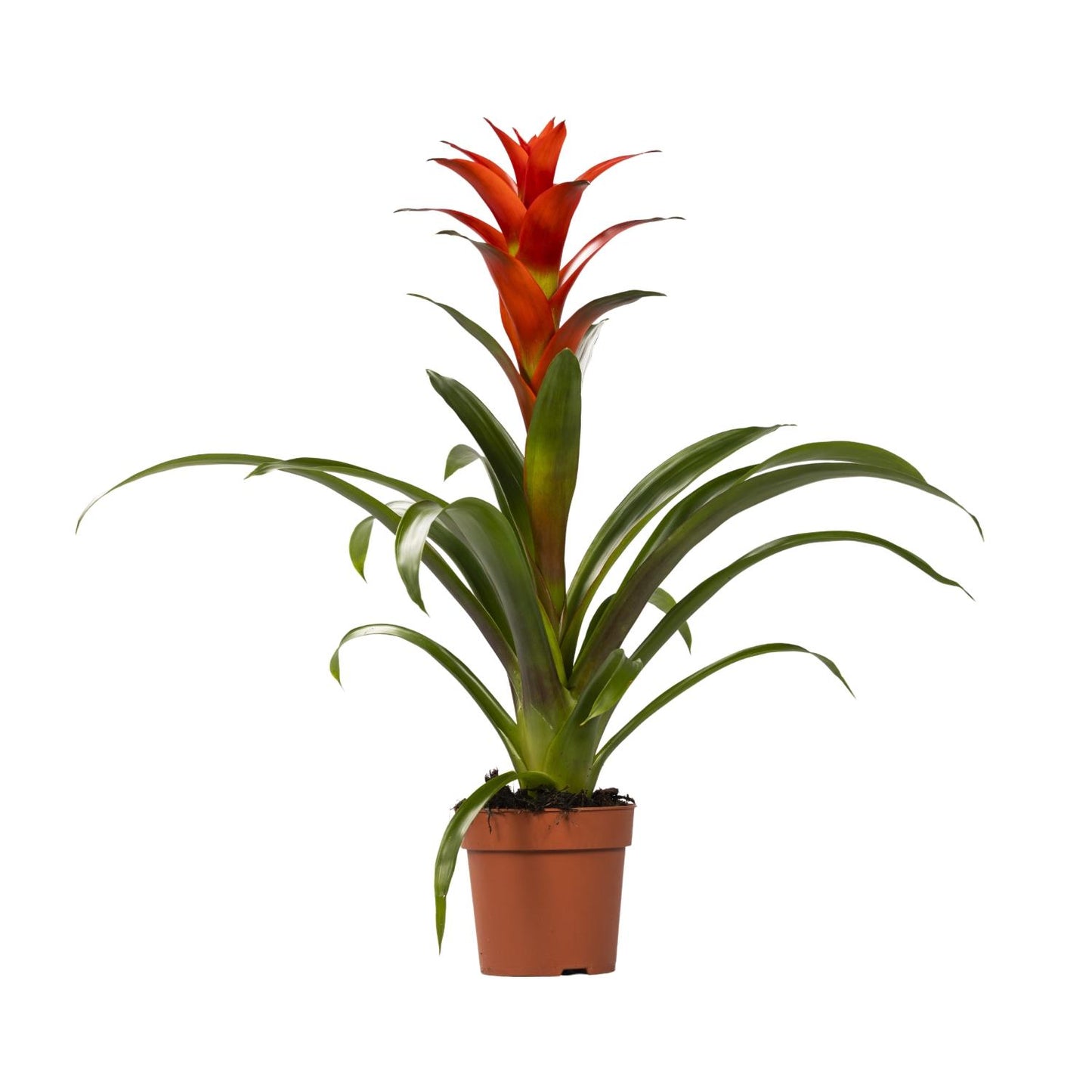 Guzmania Ostara – Pflegeleichte und stilvolle Zimmerpflanze Ø12cm