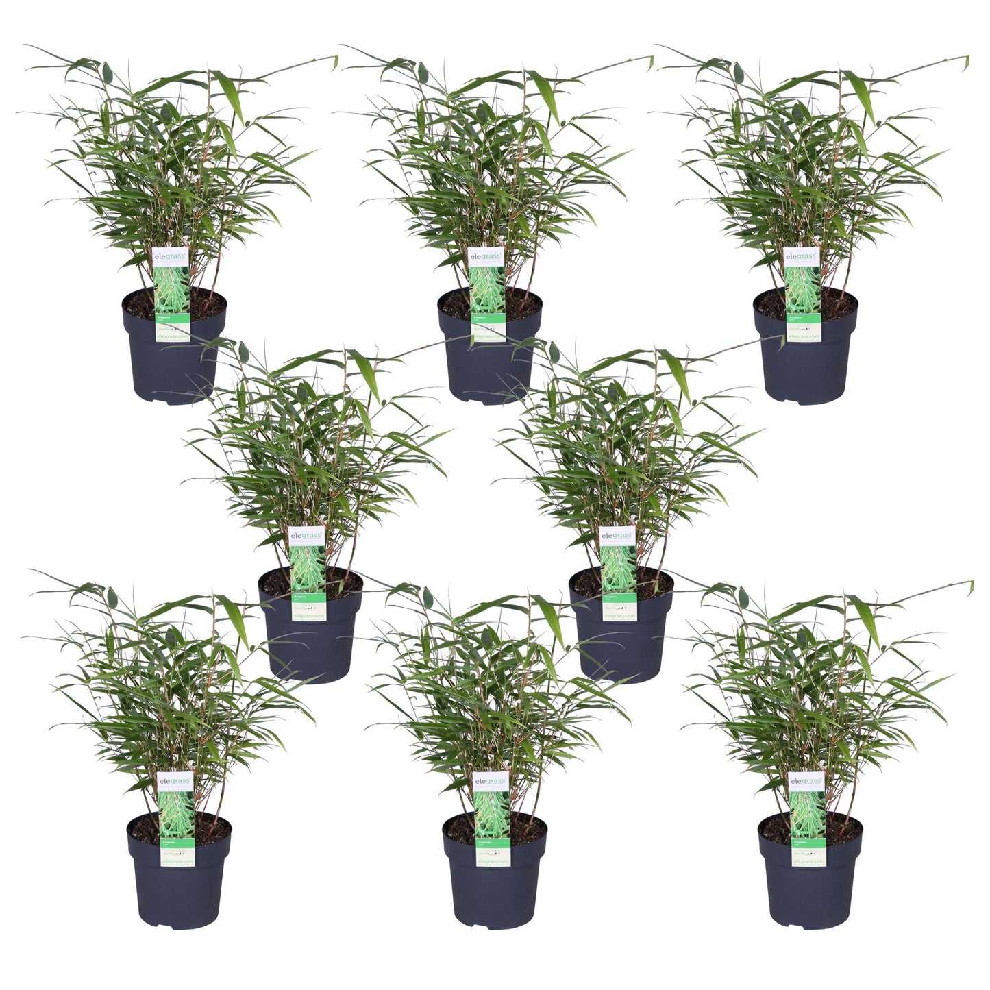 8x Fargesia rufa Bambus - 40 cm Höhe, Ø 14 cm Topf