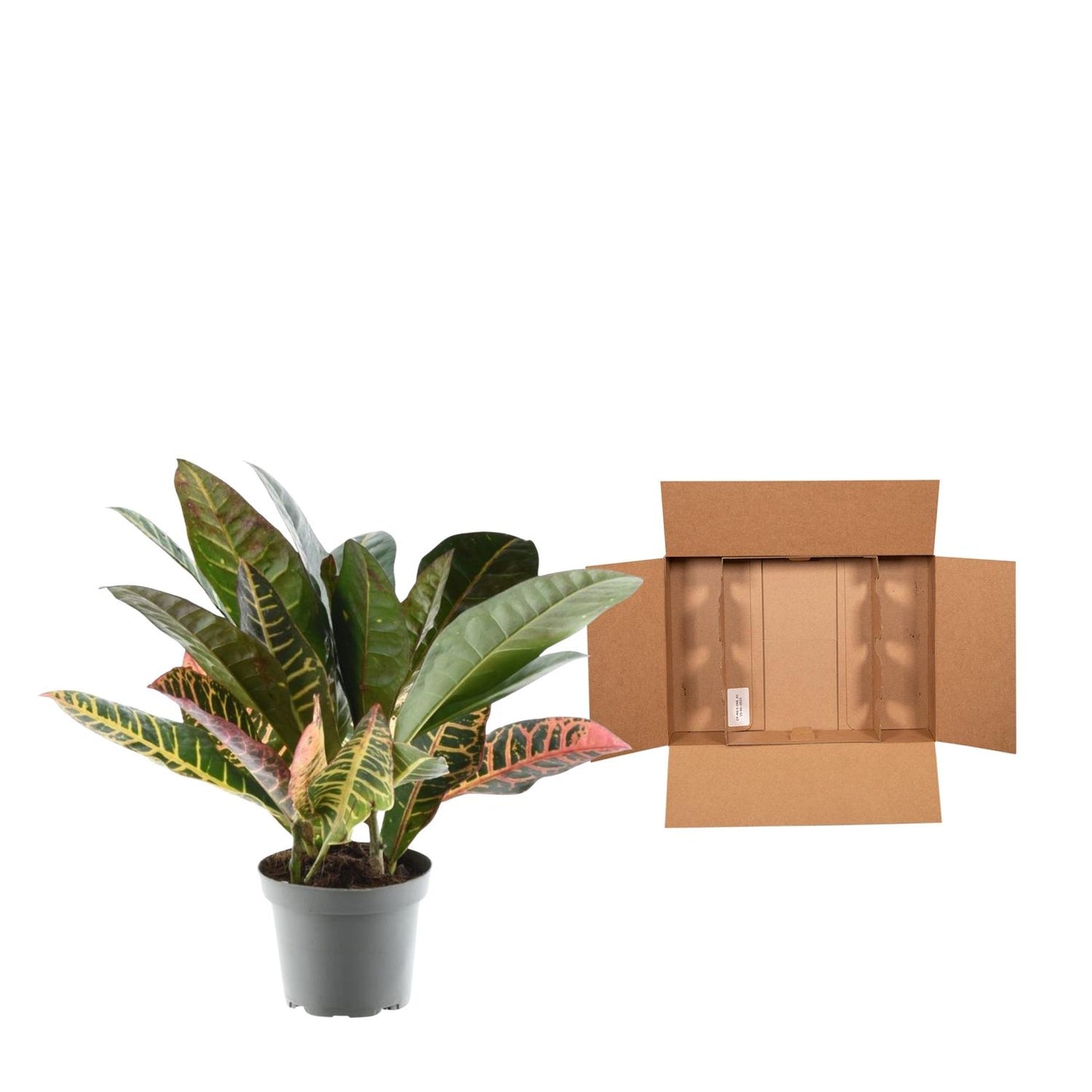 Codiaeum variegatum 'Petra' – Pflegeleichter Blattstar 30 cm