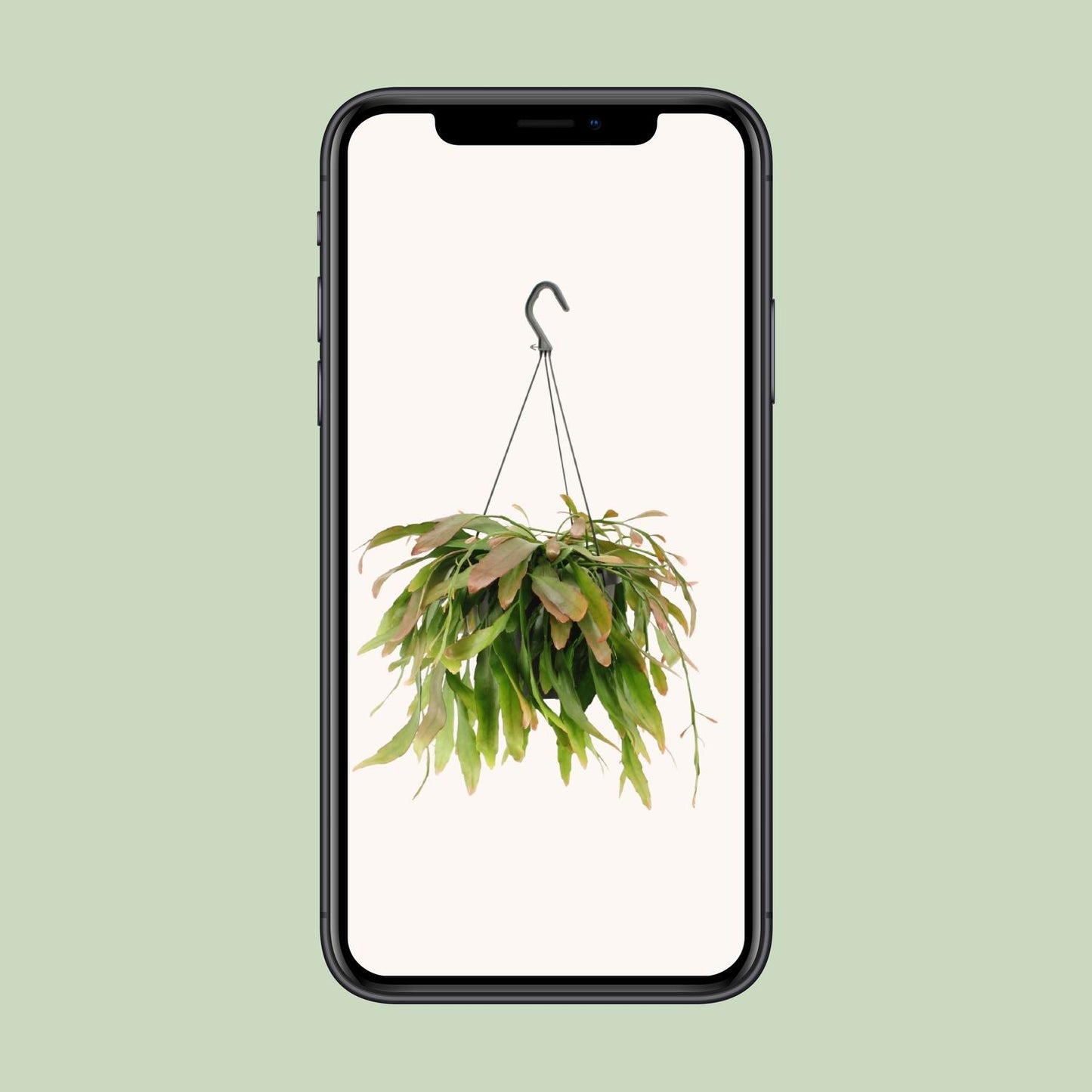 Rhipsalis Red Coral – Exotische, pflegeleichte Hängepflanze Ø17cm