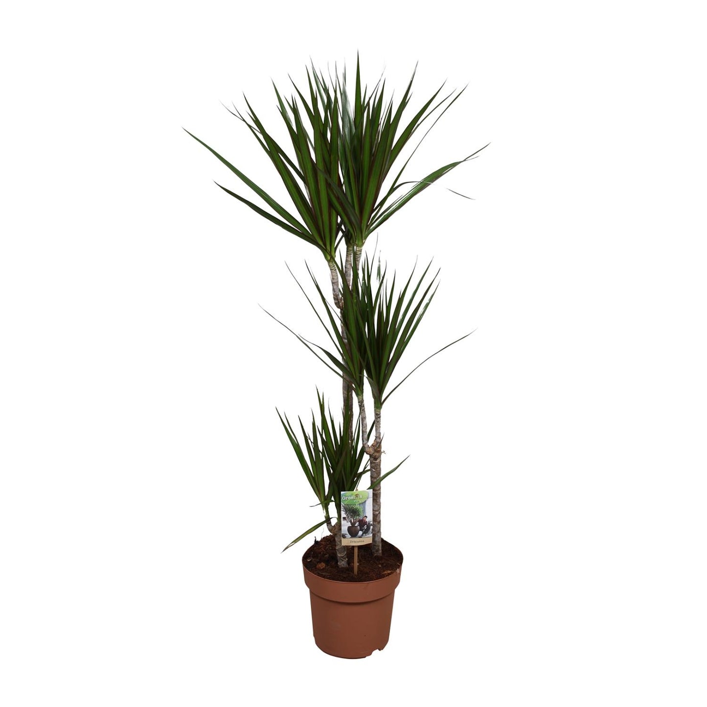 Dracaena Marginata – Pflegeleichter Drachenbaum Ø21cm, 120cm hoch