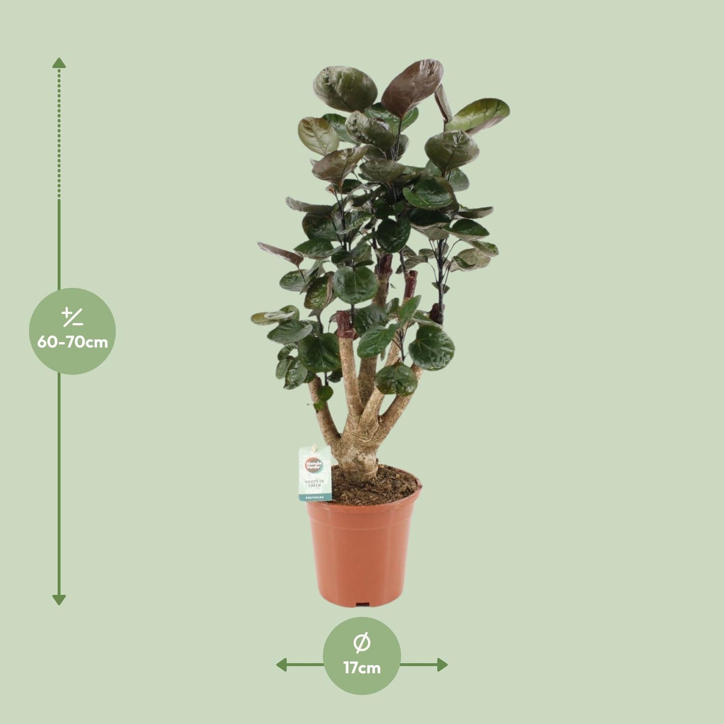 Polyscias Fabian – Pflegeleichte Zimmerpflanze Ø17cm, 65cm hoch