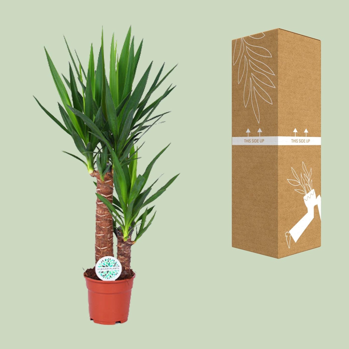 Yucca – Pflegeleichte und luftreinigende Zimmerpflanze Ø17cm