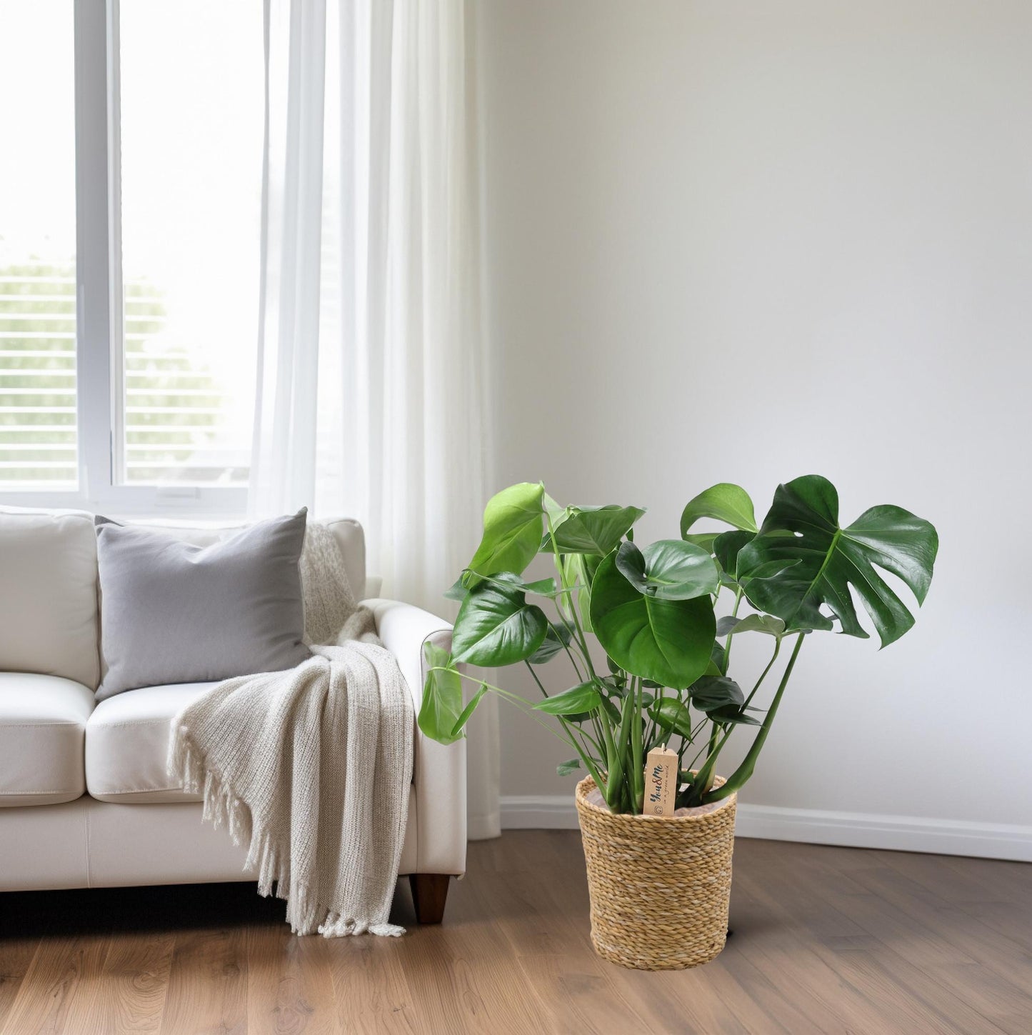 Monstera im Naturkorb – Ø21cm Topf, ca. 60cm hoch