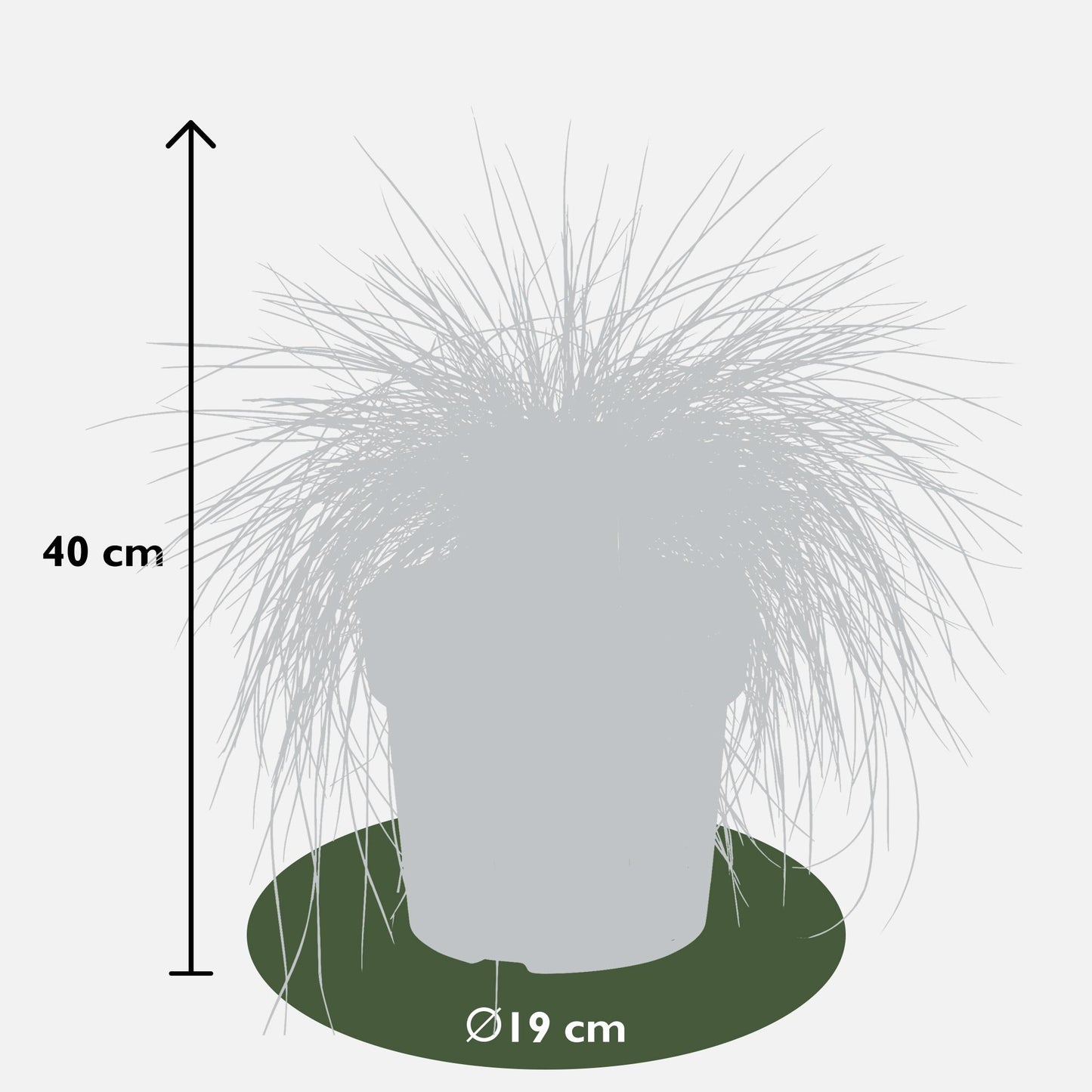 Festuca glauca Azura Blue - Silberblaues Schafgras Ø19 cm