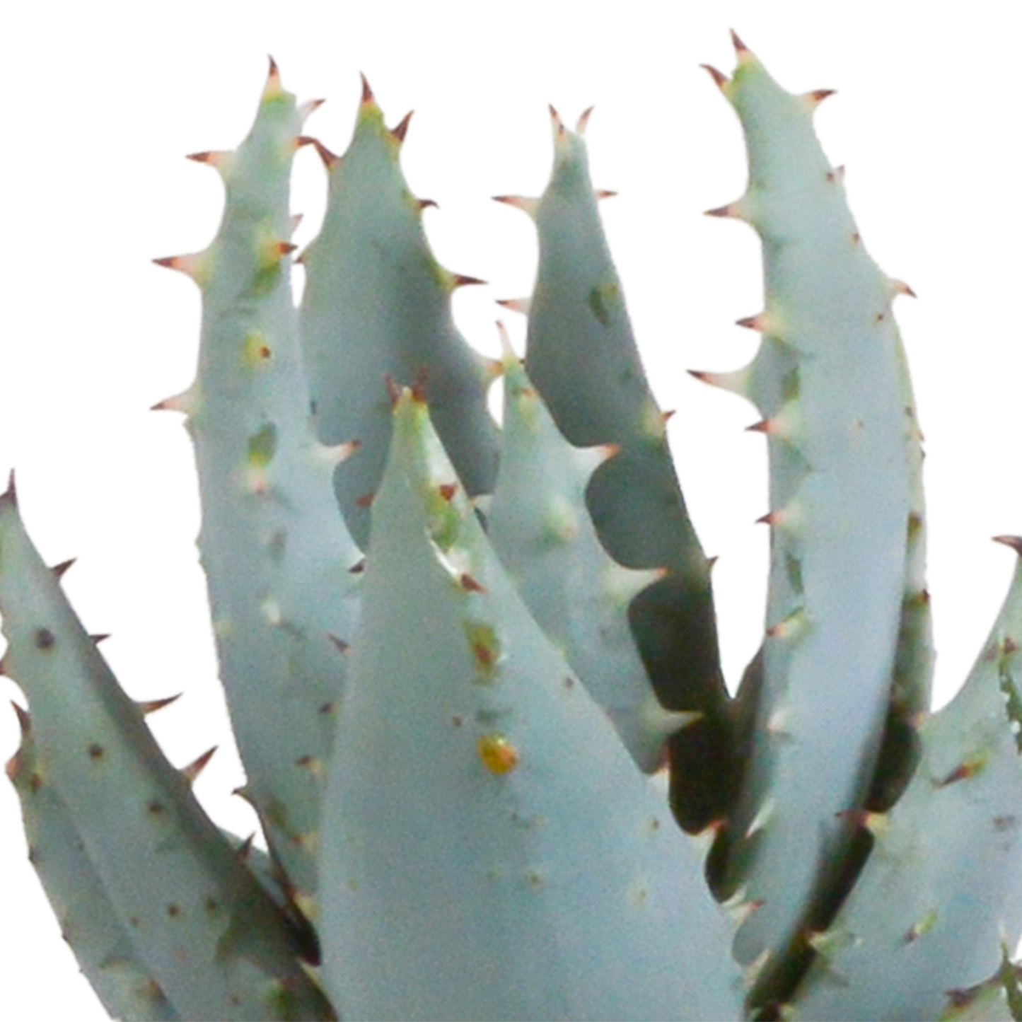 Gasteria & Haworthia Sukkulenten-Mix im Terrakotta-Topf