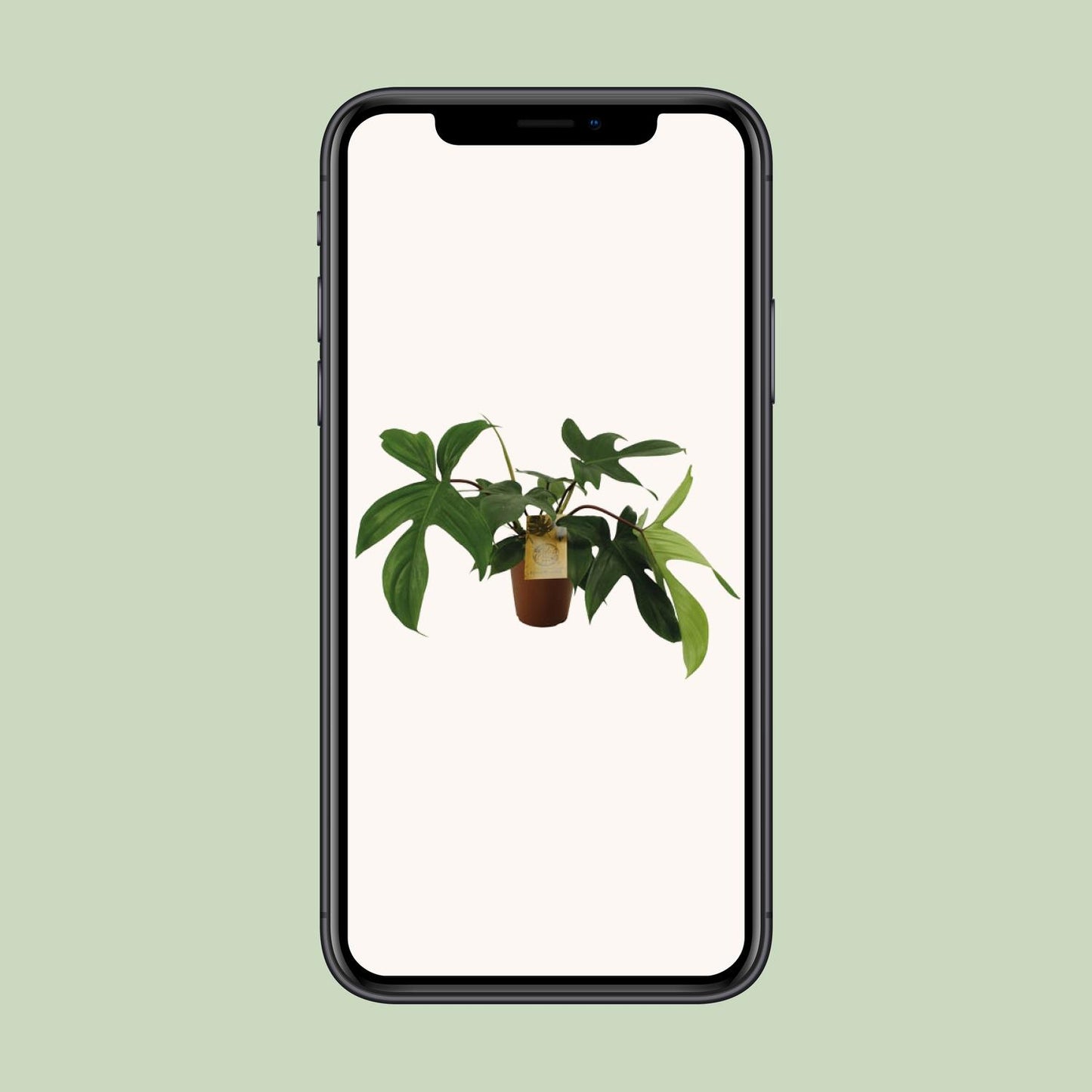 Philodendron Florida Green – Pflegeleichte Zimmerpflanze Ø15cm