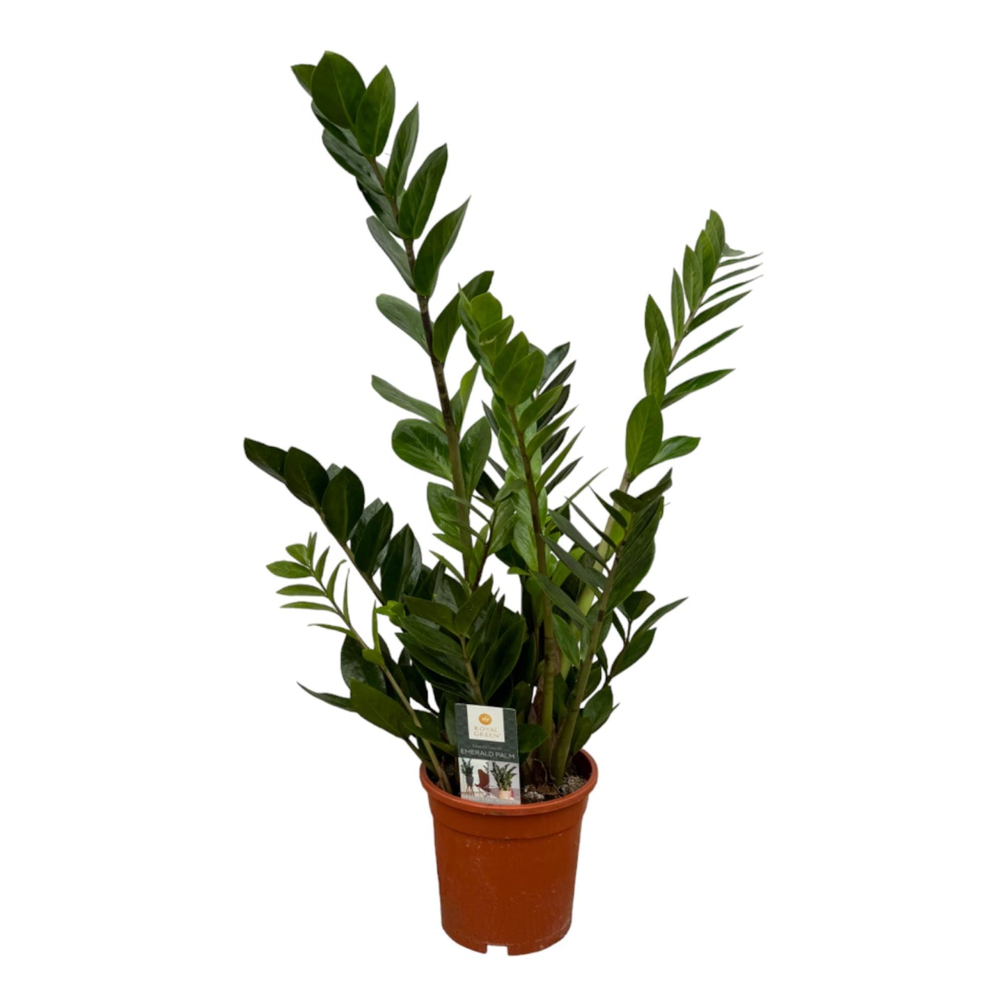 Zamioculcas – Pflegeleichte Sukkulente 75 cm, Ø17 cm