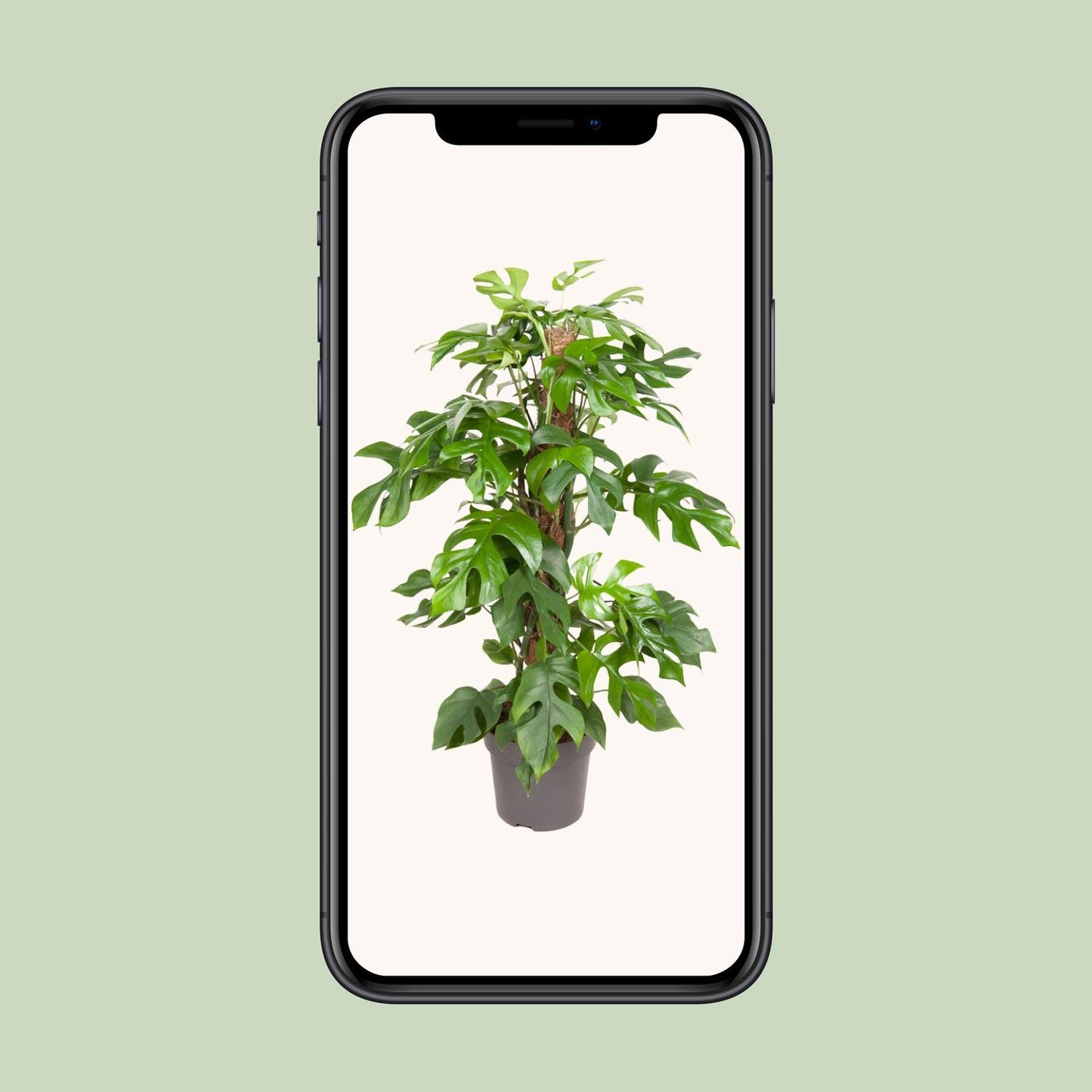 Monstera Minima - pflegeleichte Zimmerpflanze Ø19cm, ca. 80cm hoch