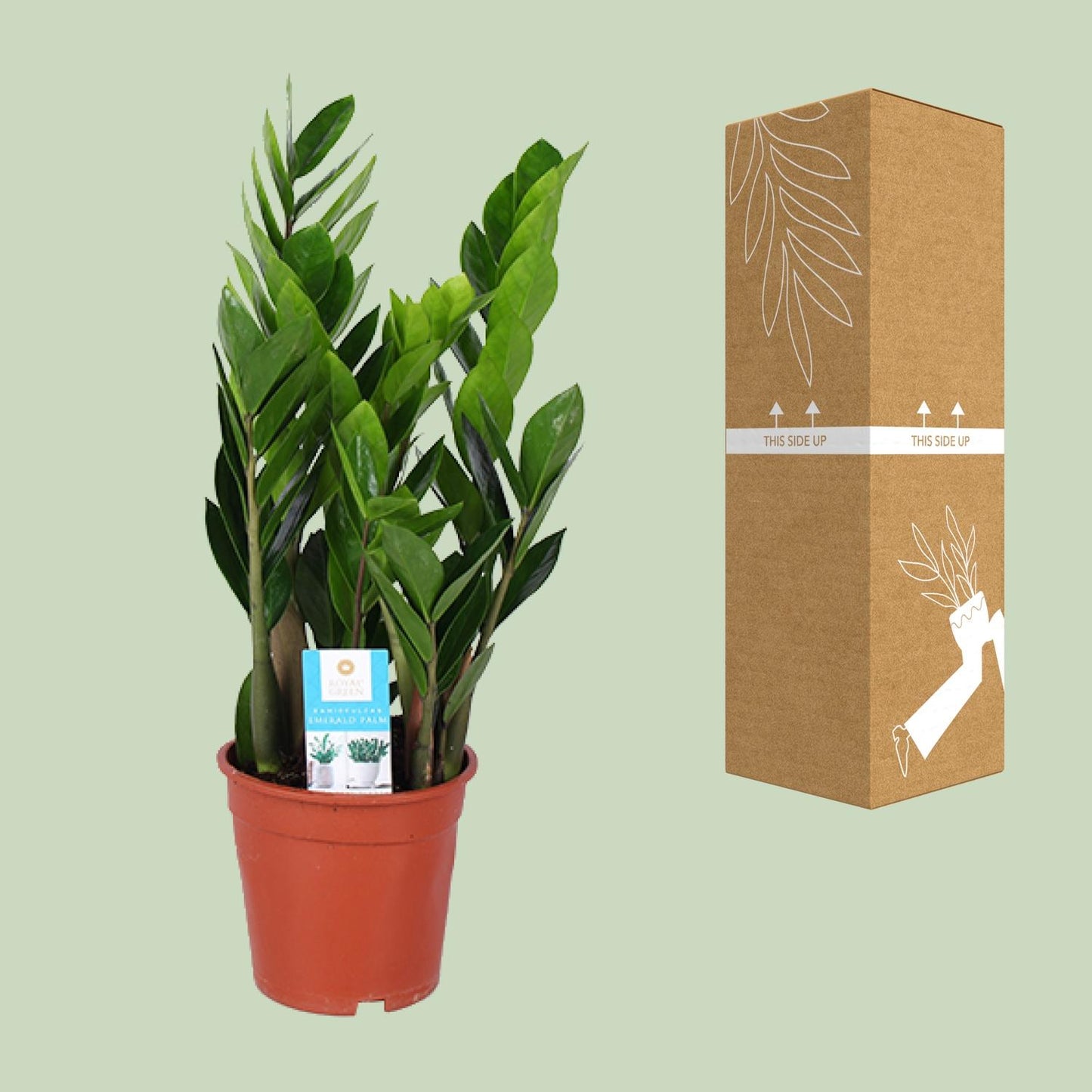 Zamioculcas Zamiifolia (ZZ-Pflanze) Ø17cm, Höhe 60cm