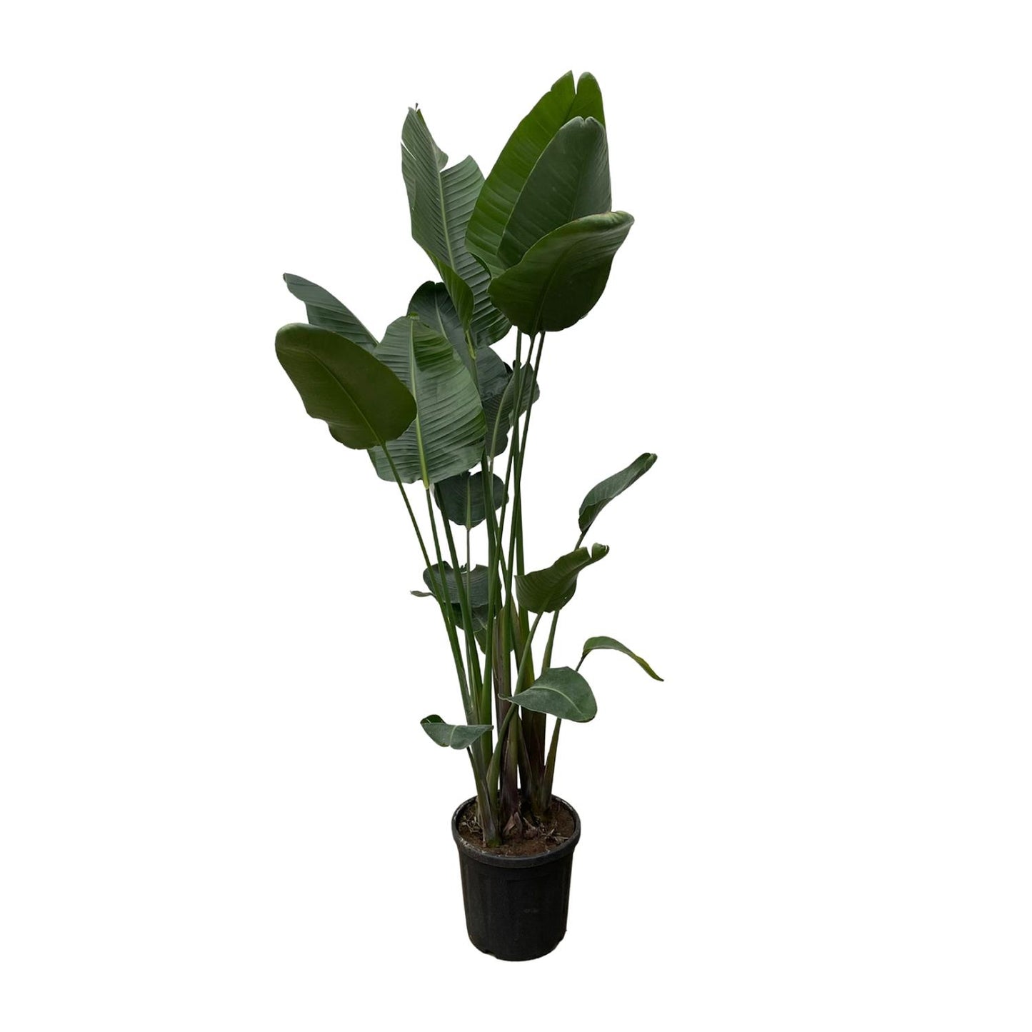 Strelitzia Nicolai XXL – Weißer Paradiesvogel 250 cm