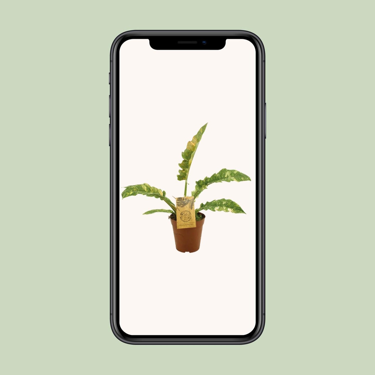Philodendron Ring Of Fire – pflegeleichte XXL-Zimmerpflanze Ø15cm