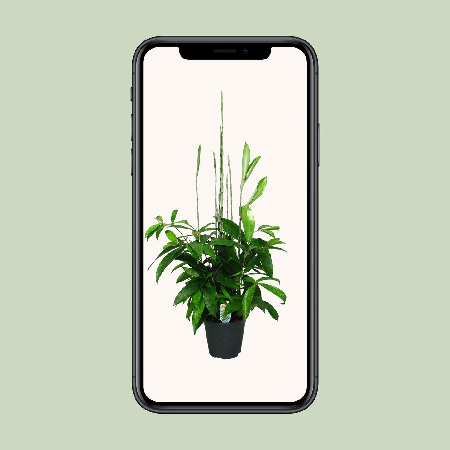 Dracaena Surculosa – Eleganter Drachenbaum Ø17cm, 60cm hoch