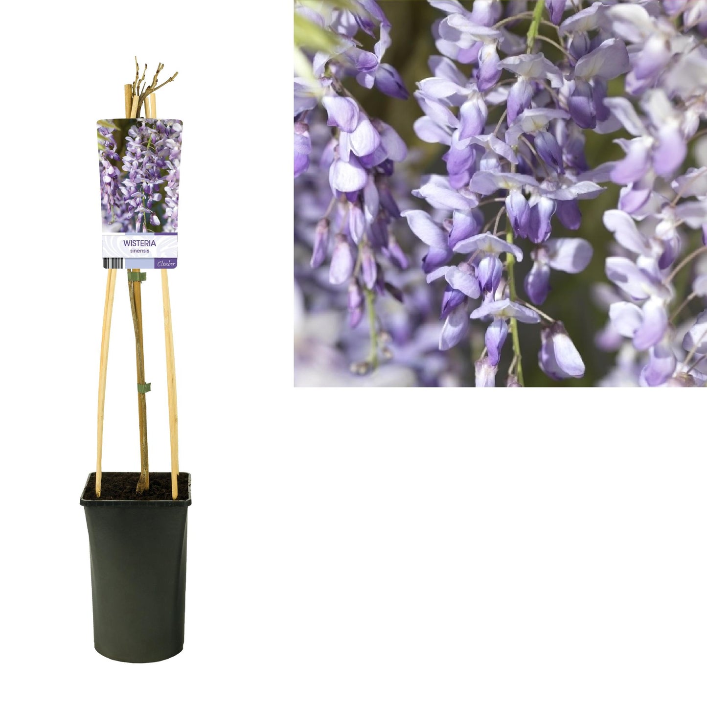 Wisteria Sinensis – Chinesischer Blauregen Ø17cm, 75cm hoch