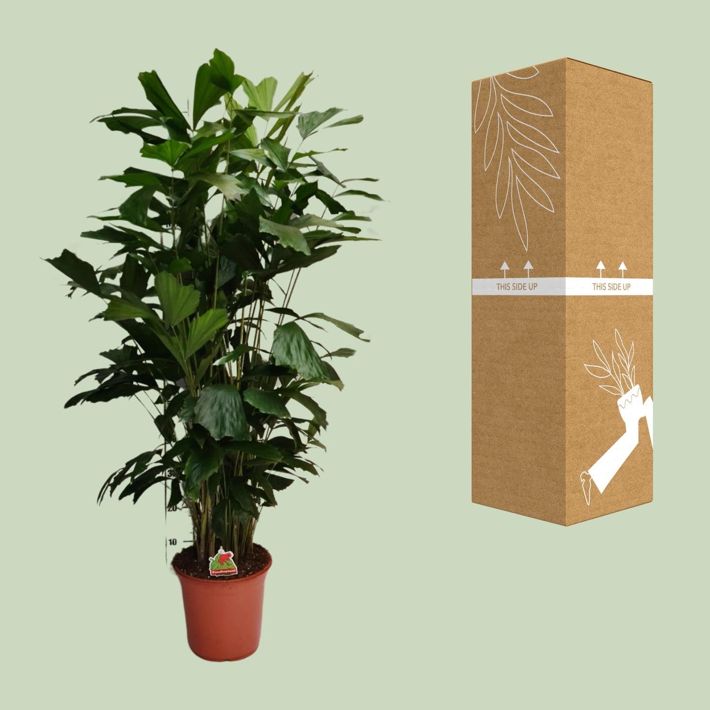 Caryota Mitis – elegante Fishtail-Palme Ø24cm, 120cm hoch