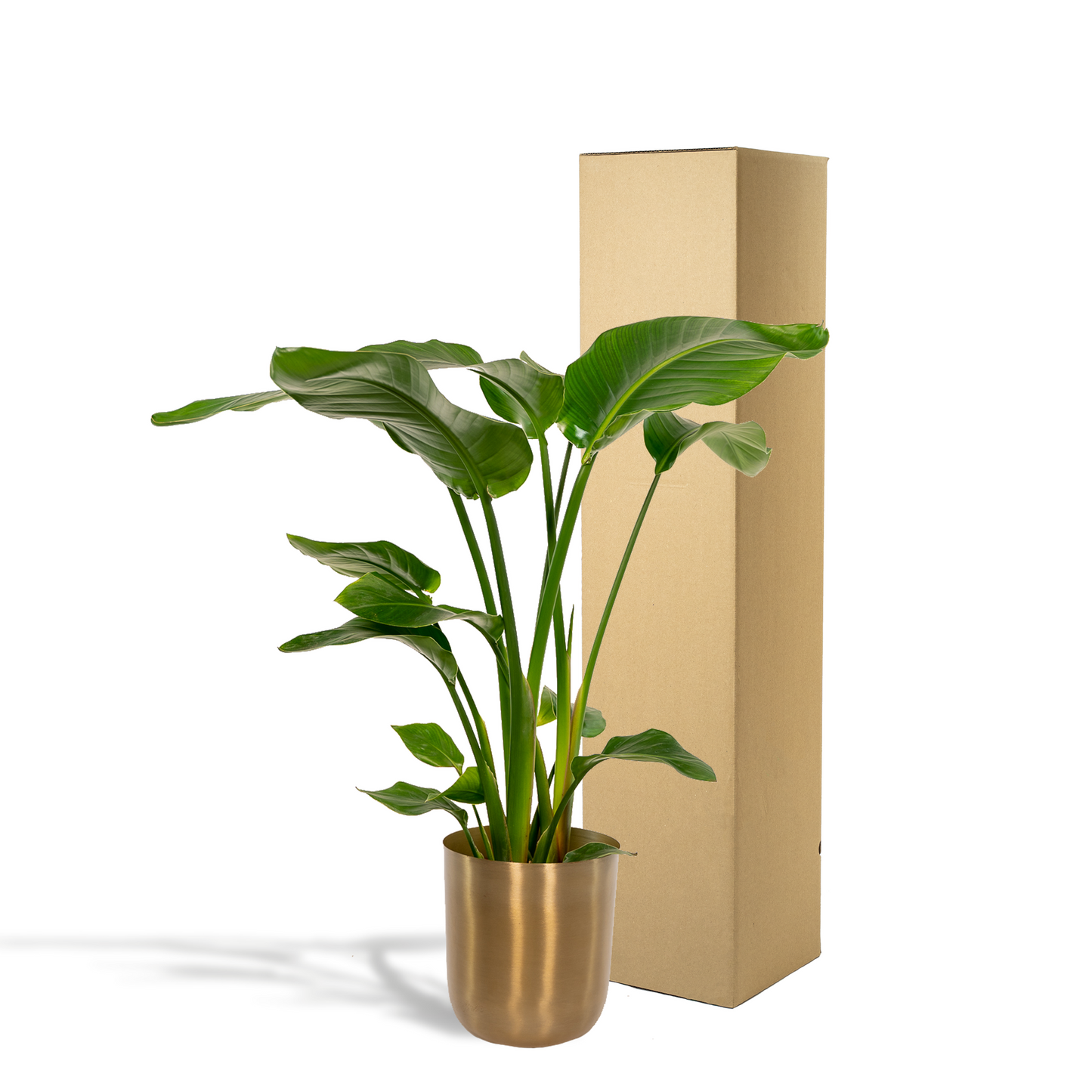 Strelitzia Nicolai Ø19cm – Baumstrelitzie mit Mayk Gold Topf