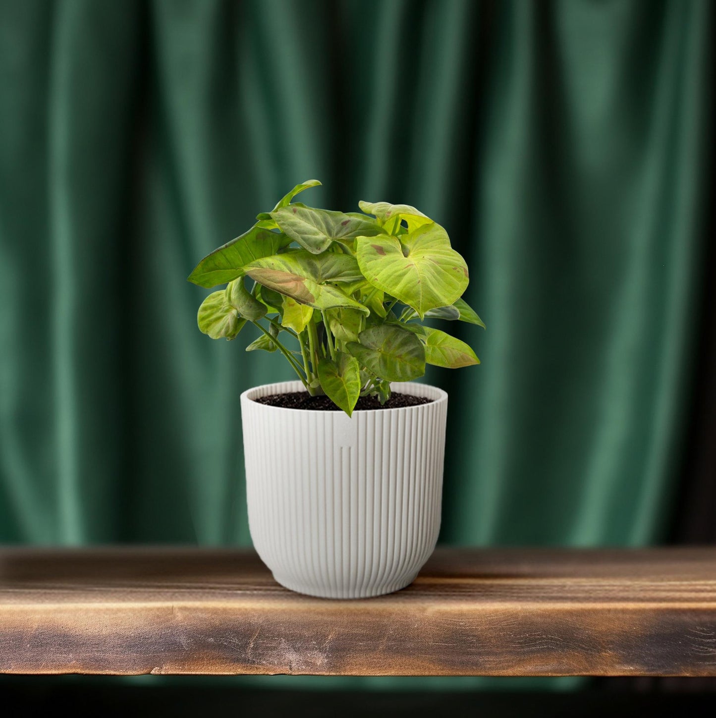 Syngonium Milk Confetti – Pflegeleichte Pfeilspitzenpflanze Ø12cm