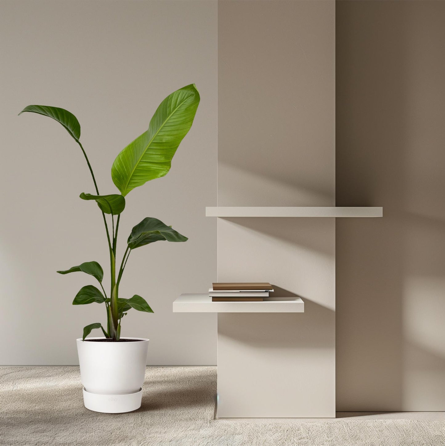 2x Strelitzia Nicolai – Exotische XXL Zimmerpflanze 100 cm