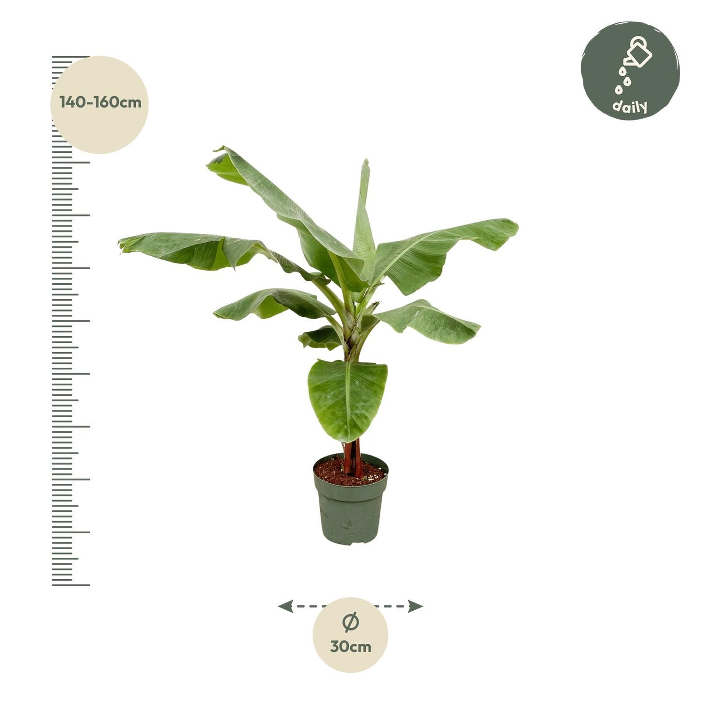 Bananenplant (Musa) – 170 cm, Ø 30 cm – Tropisch & Pflegeleicht