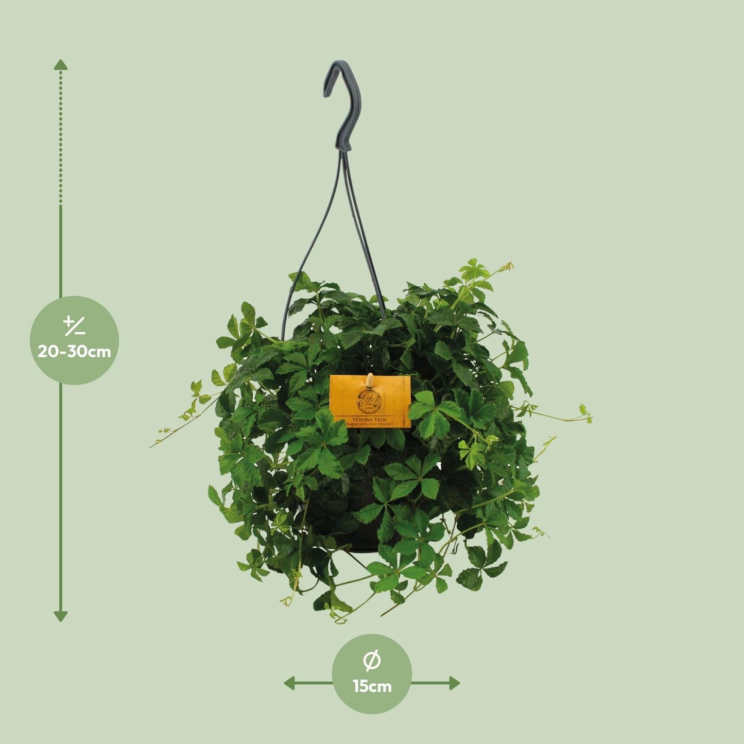 Parthenocissus Striata Hängepflanze Ø15cm – Pflegeleicht & Vielseitig