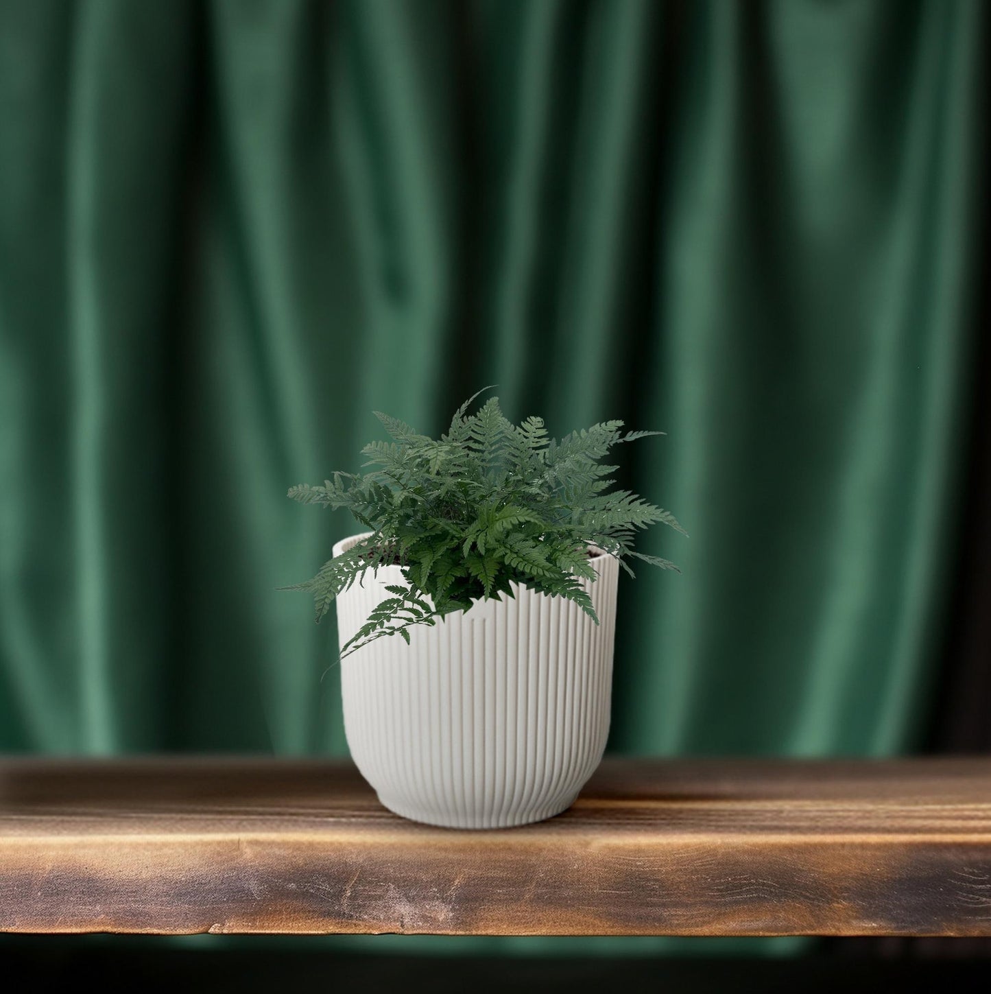 Polystichum Tsussimense 'Korean Rock Fern' – Pflegeleichter Tüpfelfarn 14cm