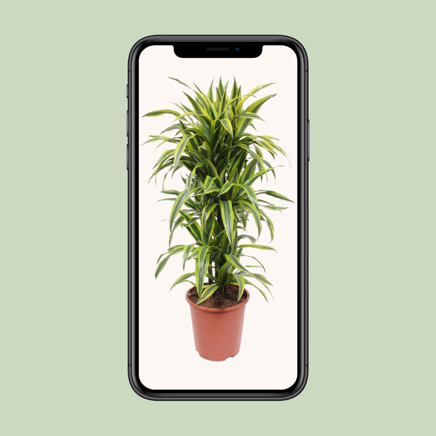 Dracaena Lemon Lime – Pflegenleichter Drachenbaum Ø27cm, 110cm hoch