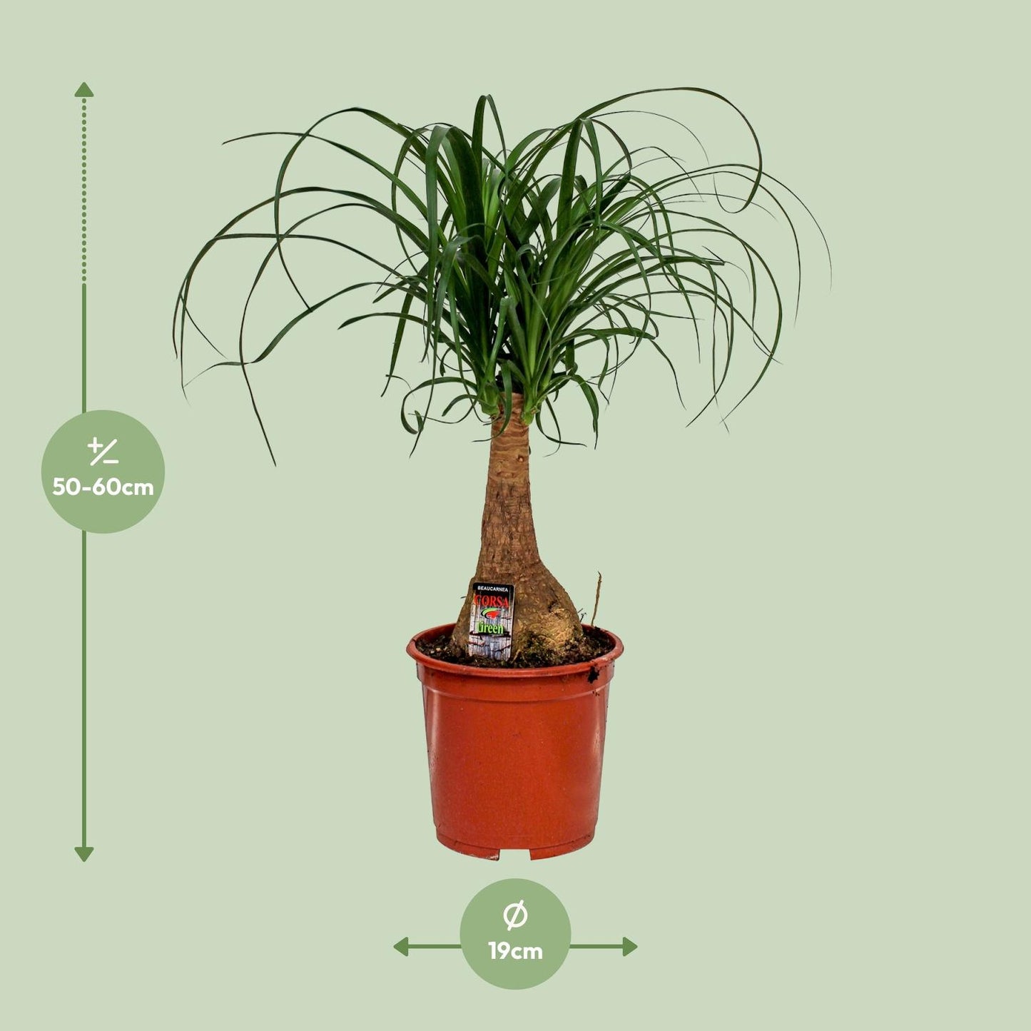 Beaucarnea Nolina Elefantenfuß Ø19cm, Höhe 60cm