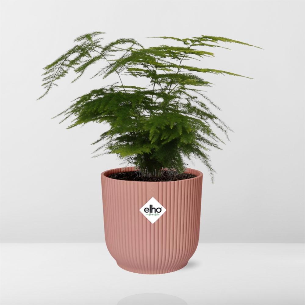 Asparagus Setaceus ‘Plumosus’ im ELHO Vibes Fold 14cm Topf rosa