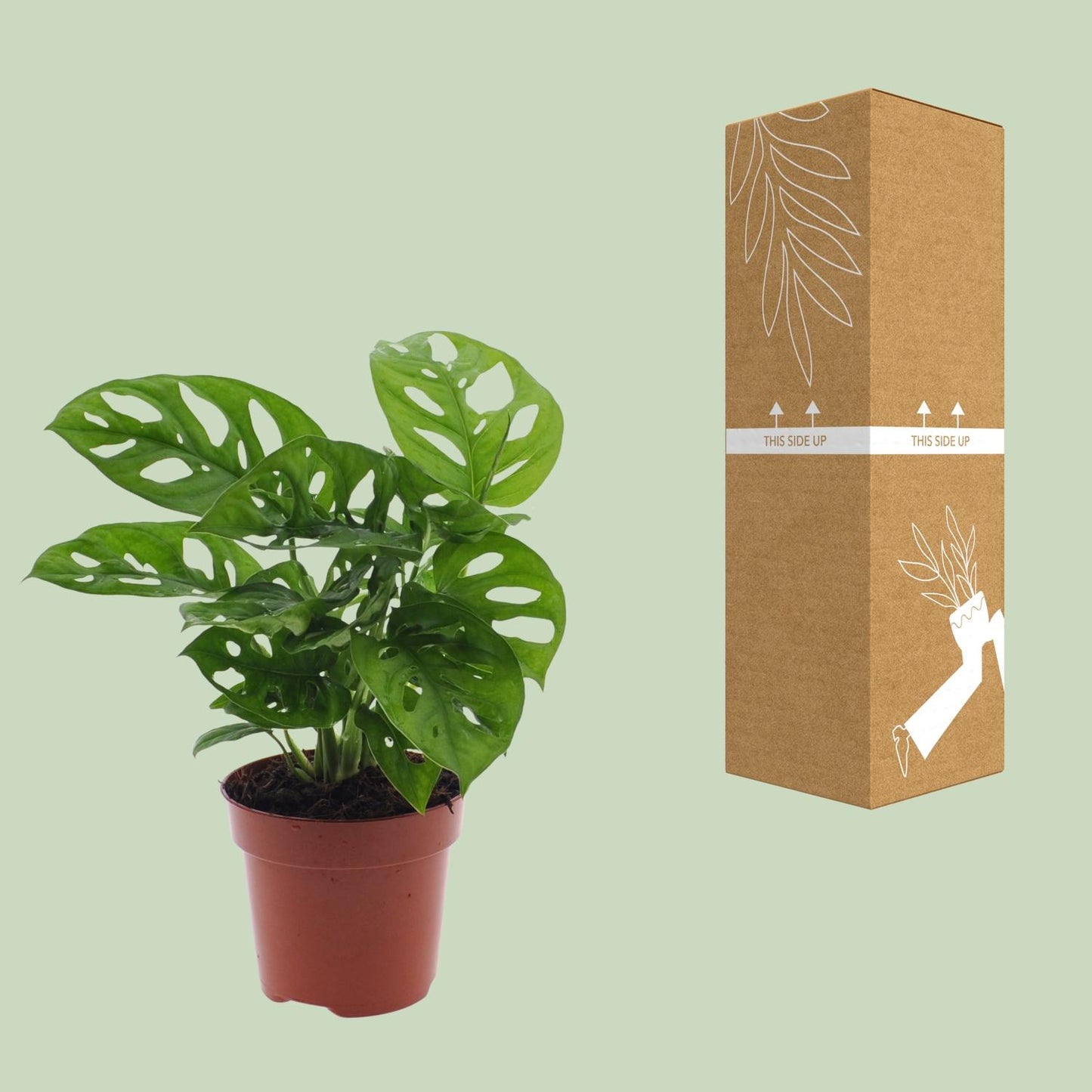 Monstera Monkey Leaf (Lochpflanze) Ø12cm – Pflegeleicht & Tropisch