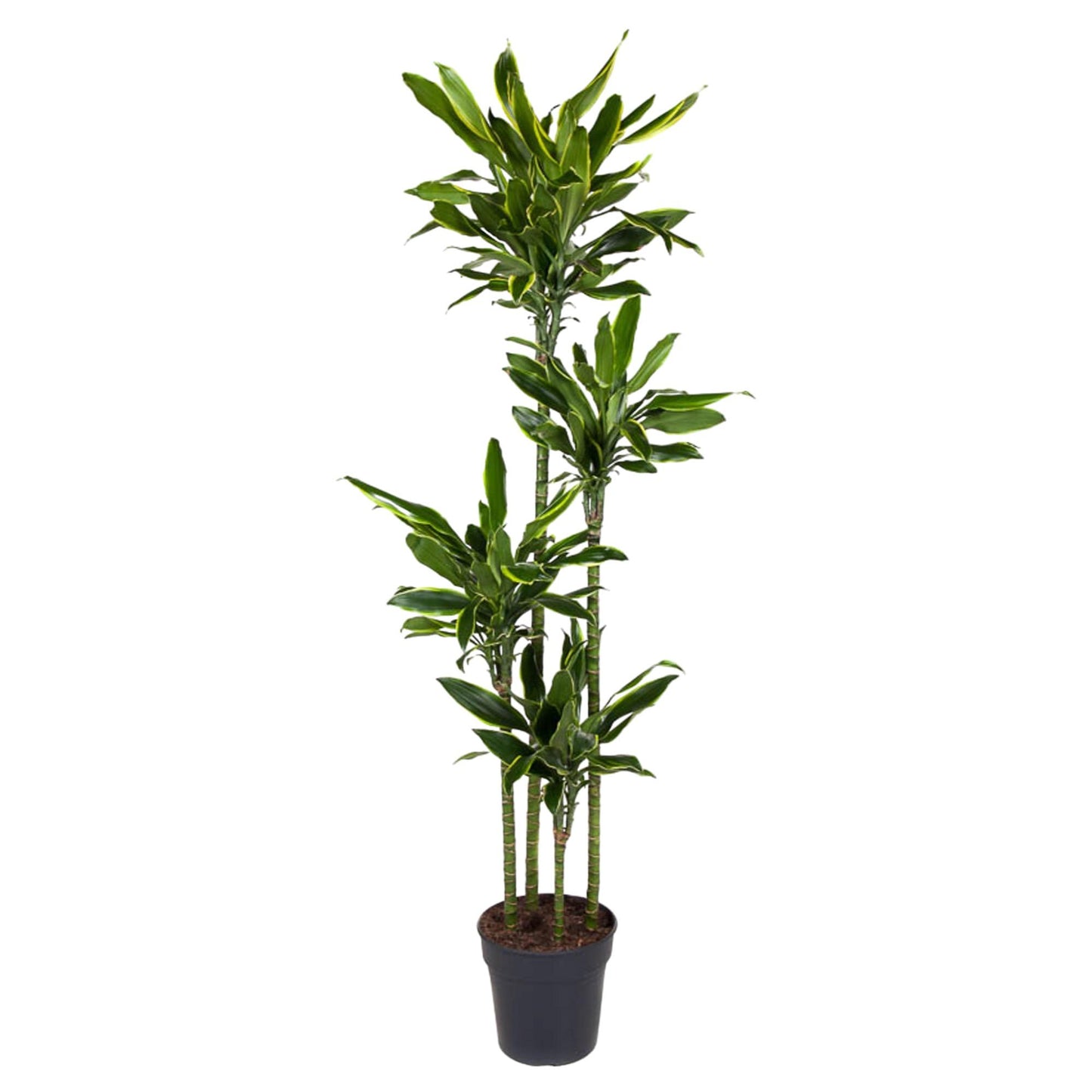 Dracaena Golden Coast – Stilvolle XXL Zimmerpflanze 170 cm