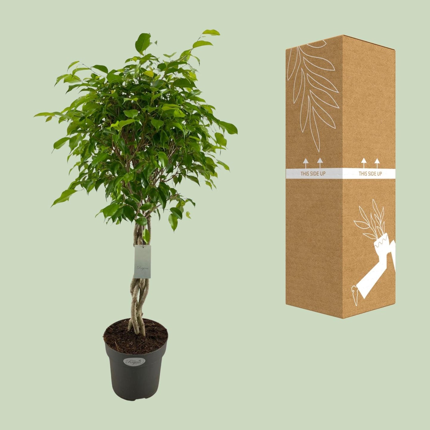 Ficus Benjamina Exotica Geflechtstamm Ø24cm, 100cm Höhe
