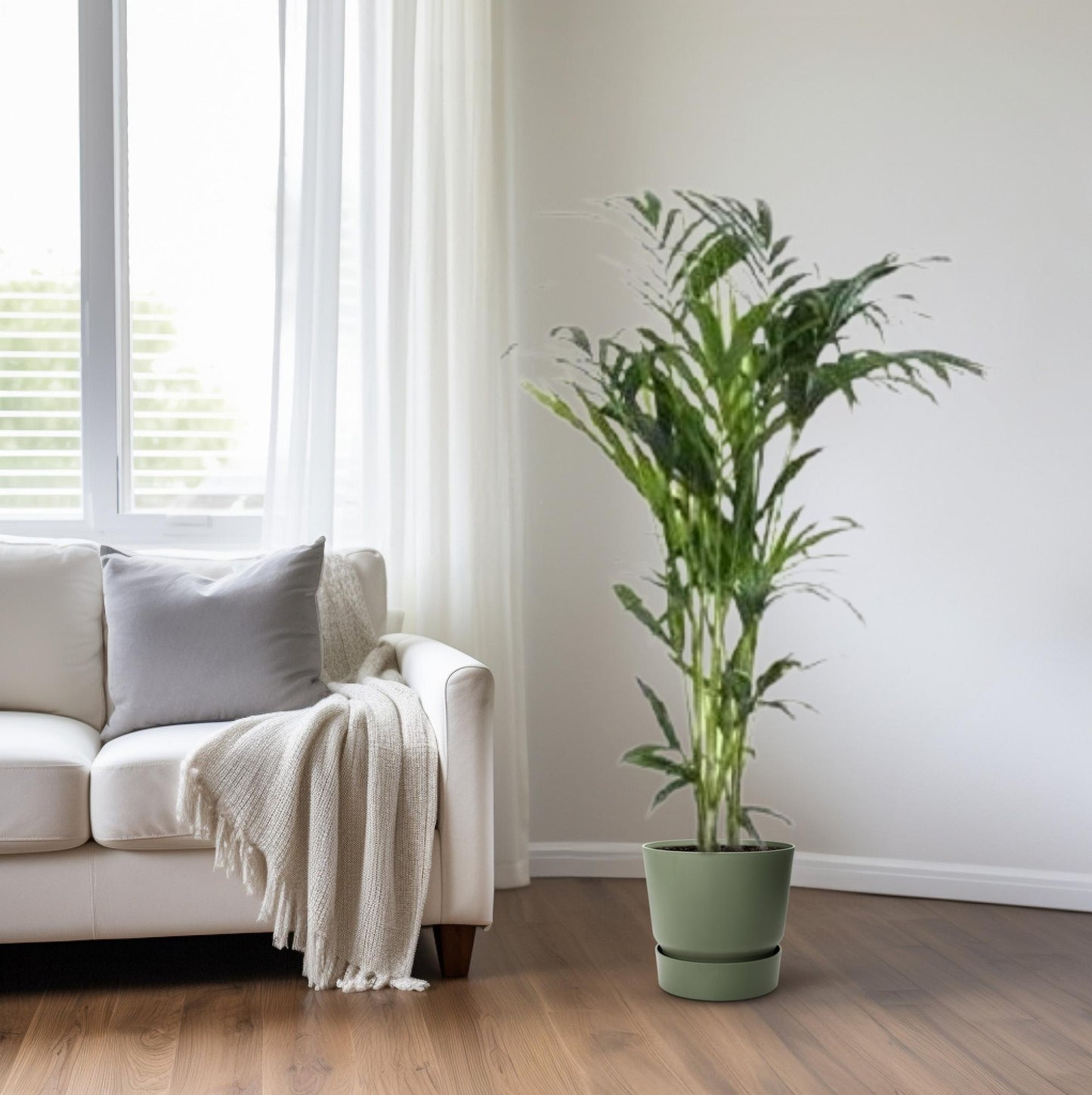 Howea Kentia-Palme Ø24cm – 140cm elegant & pflegeleicht