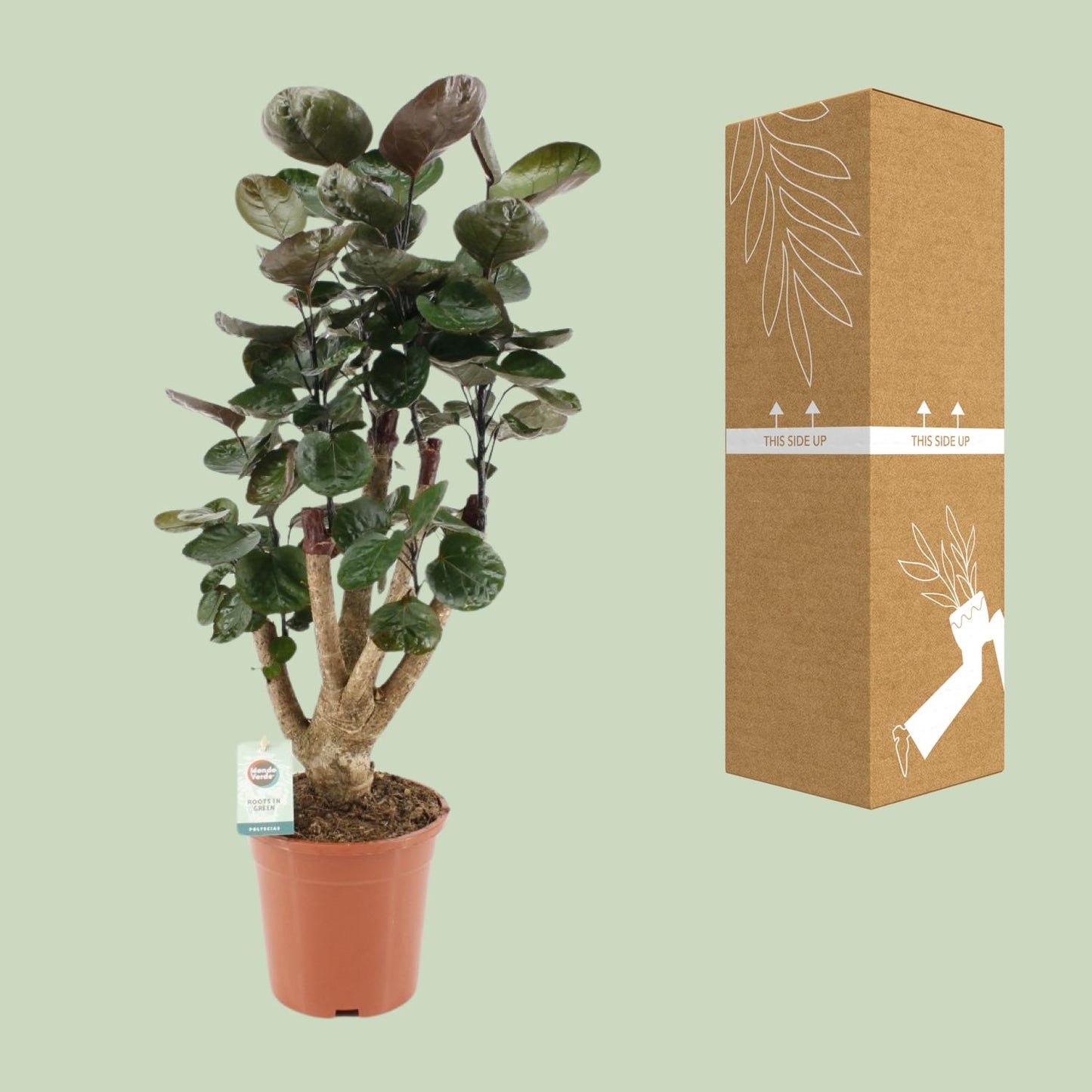 Polyscias Fabian – Pflegeleichte Zimmerpflanze Ø17cm, 65cm hoch
